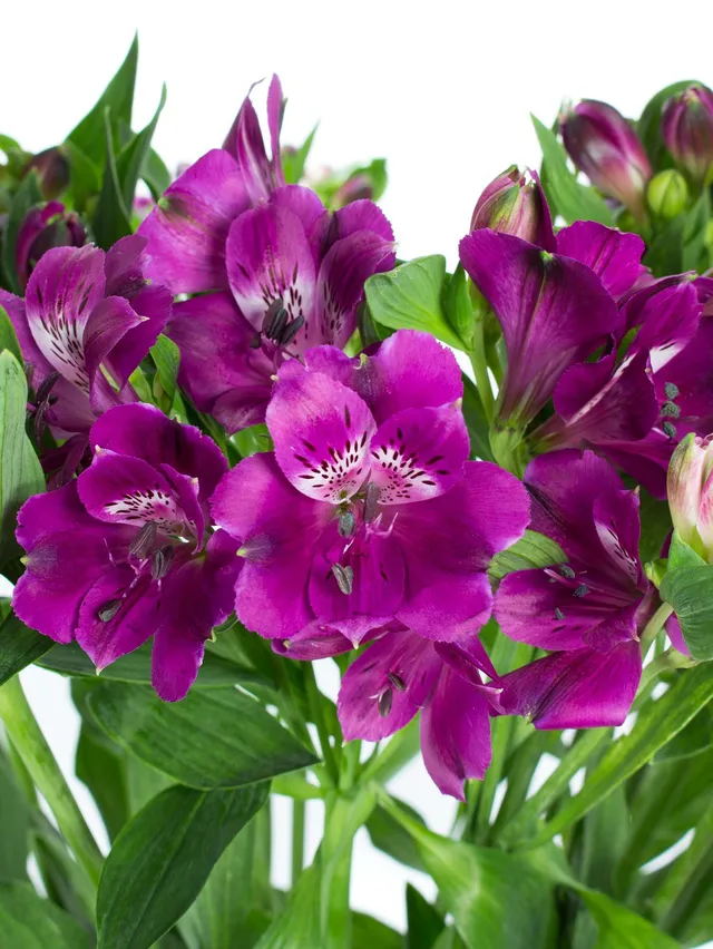 blumigo-bindegr-n-alstroemerien-cleo-schnittblume-violett-stiel image 1