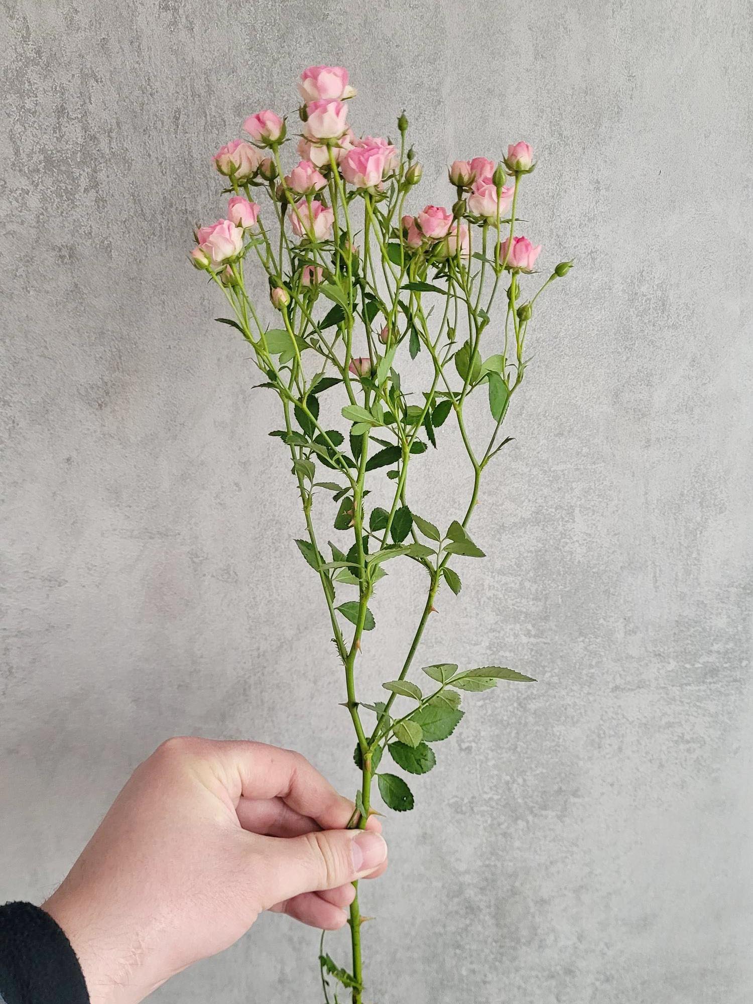 blumigo-rosen-gipsy-rose-rosa-pink-verzweigt-schnittrose image 3