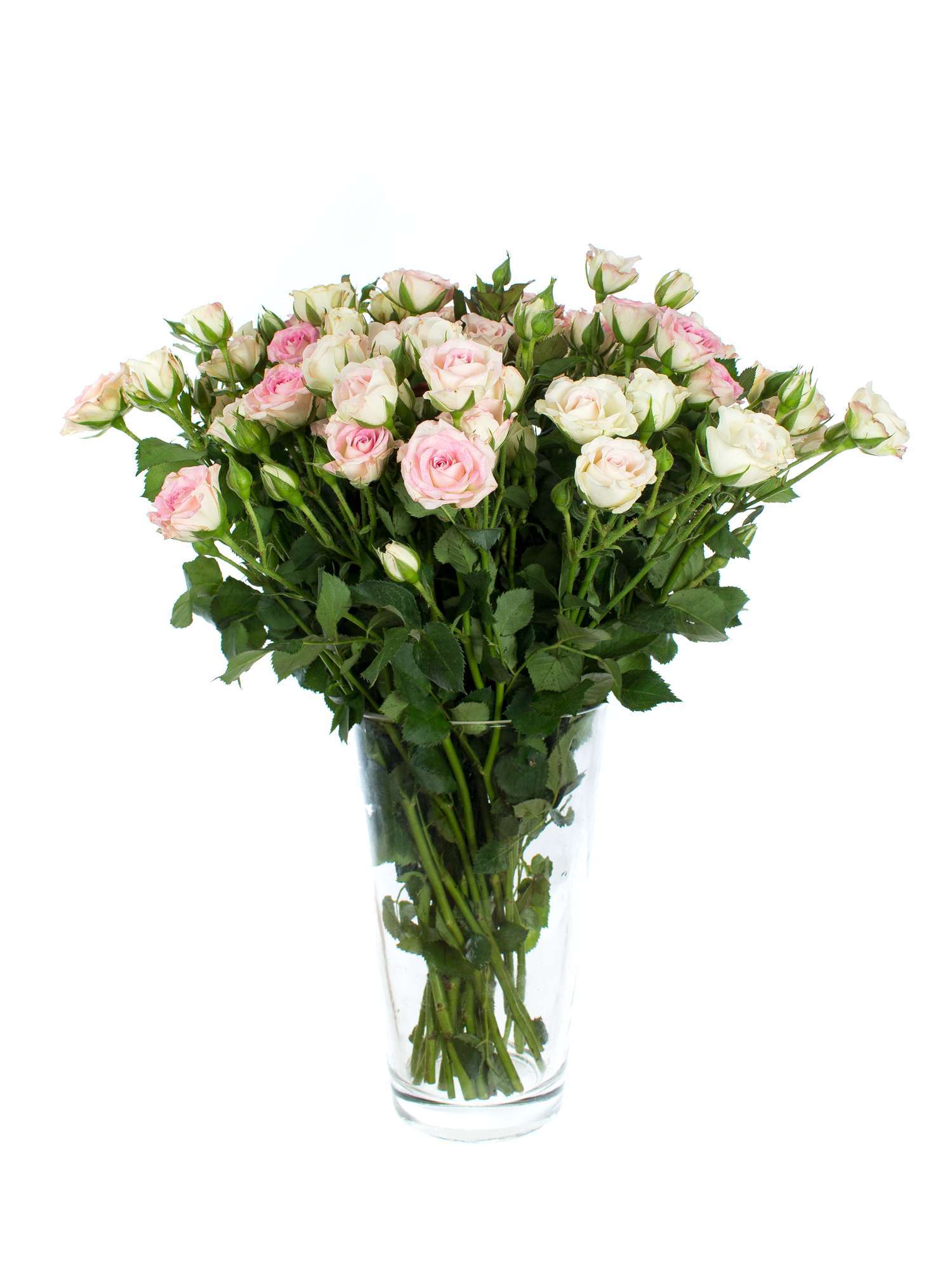 blumigo-rosen-creamy-twister-rosa-wei-verzweigt image 5