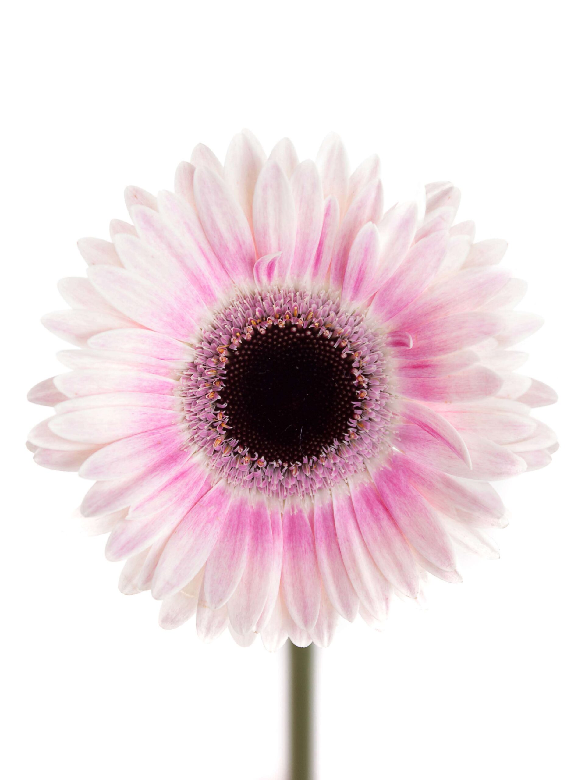 blumigo-gerbera-mini-lexus-schnittblume-pink-wei image 1