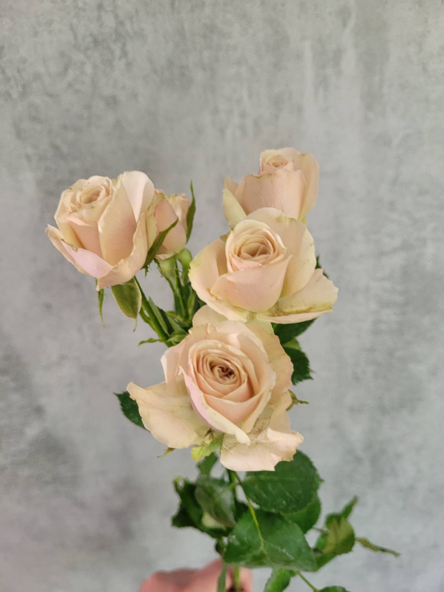 blumigo-rosen-destini-verzweigt-schnittrose-creme-ros image 5
