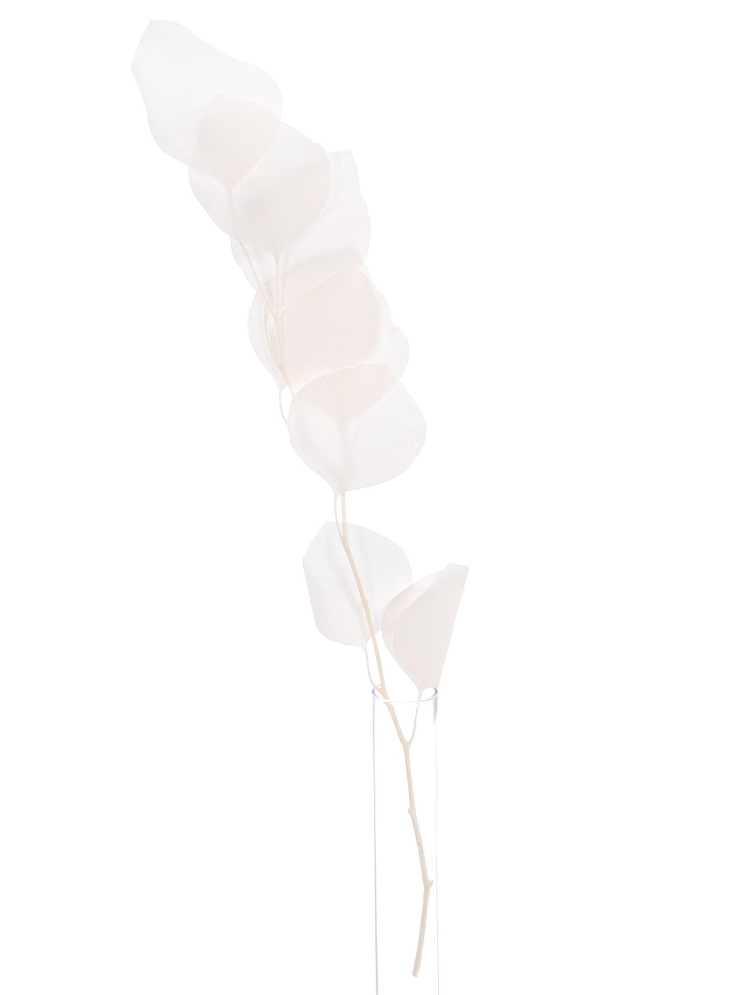 blumigo-eukalyptus-silver-dollar-wei-trockenblumen image 3