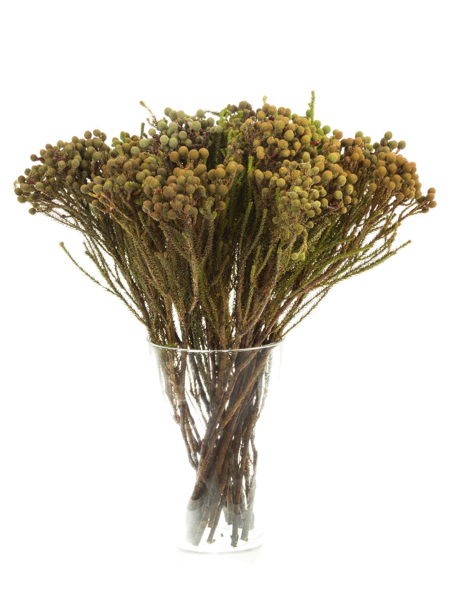 blumigo-blattwerk-berzelia-abrotanoides-schnittgr-n-graugr-n-bund image 2