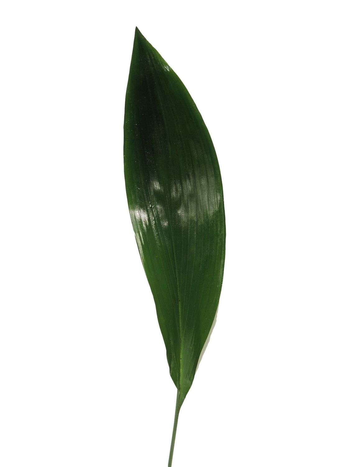 blumigo-aspidistrabl-tter-bindegr-n-dunkelgr-n-deko image 2