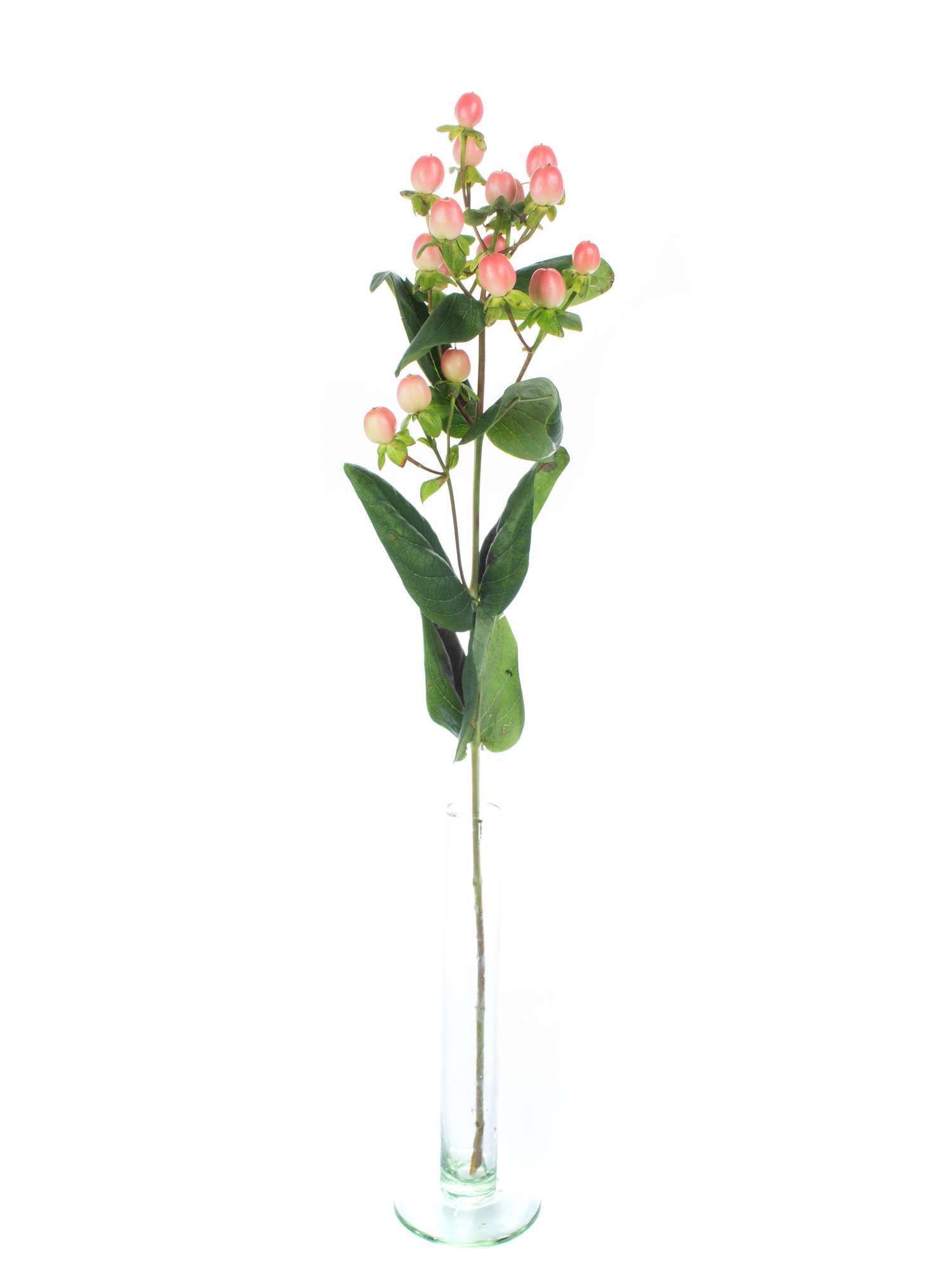 blumigo-greenery-hypericum-coco-yoko-schnittgr-n-apricote image 3