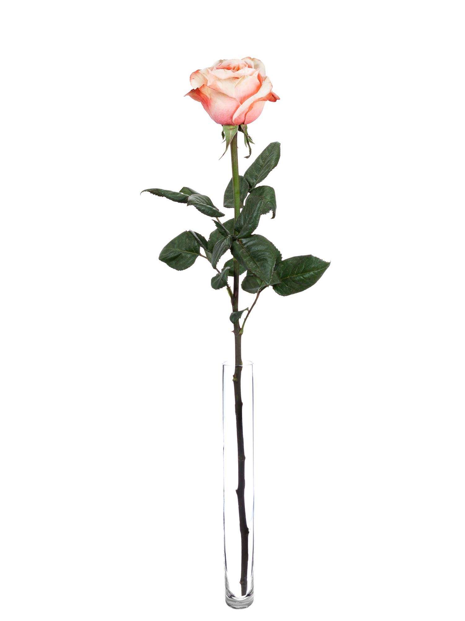 blumigo-rosen-kahala-rose-creme-apricot-einzelstiel image 5