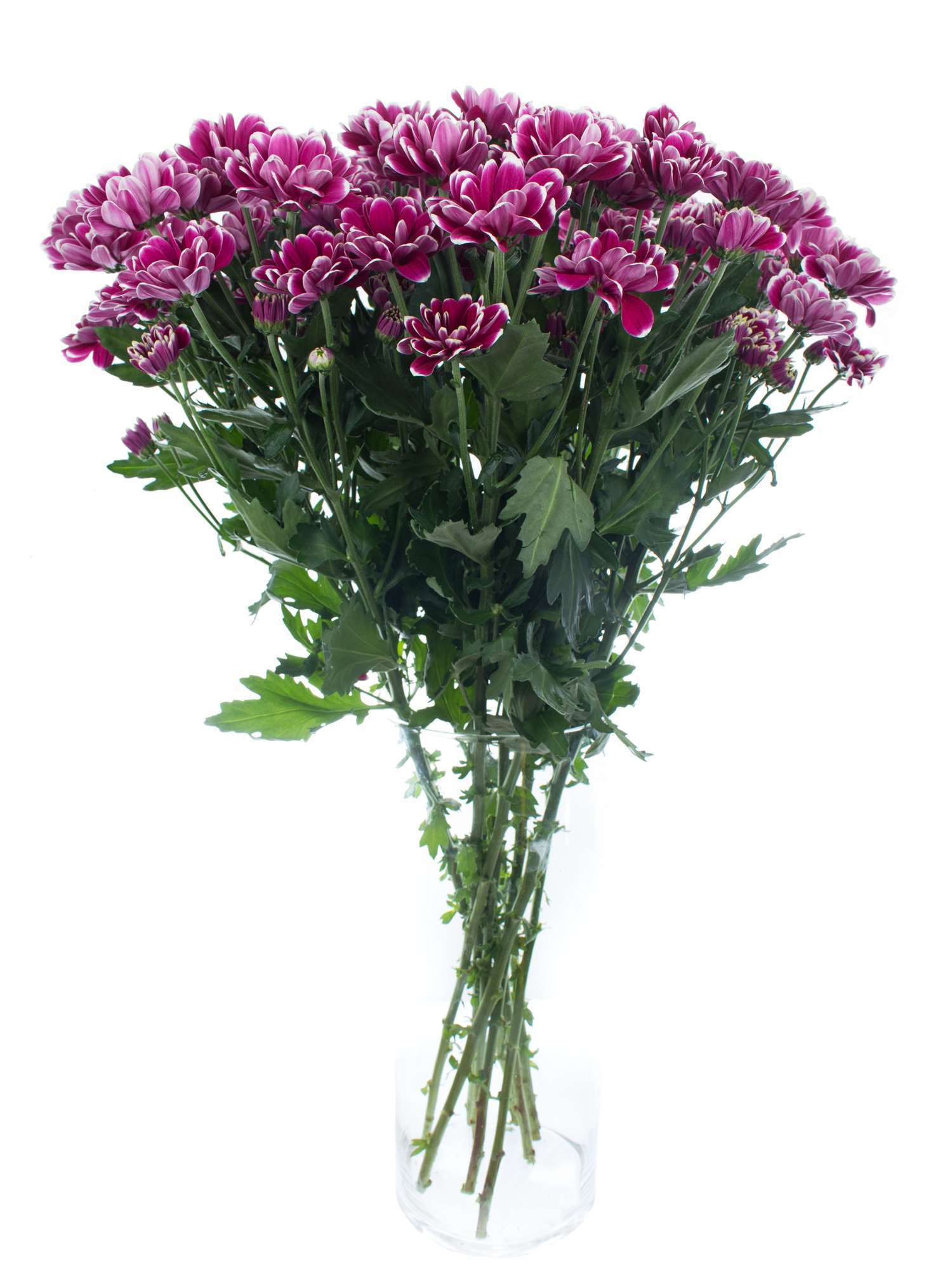 blumigo-chrysanthemen-alamos-schnittblume-pink-wei-verzweigt image 2