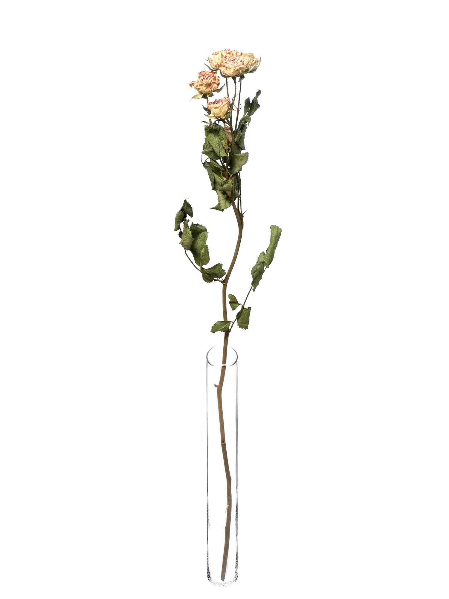 blumigo-trockenblumen-verzweigte-rosen-getrocknet-creme image 3