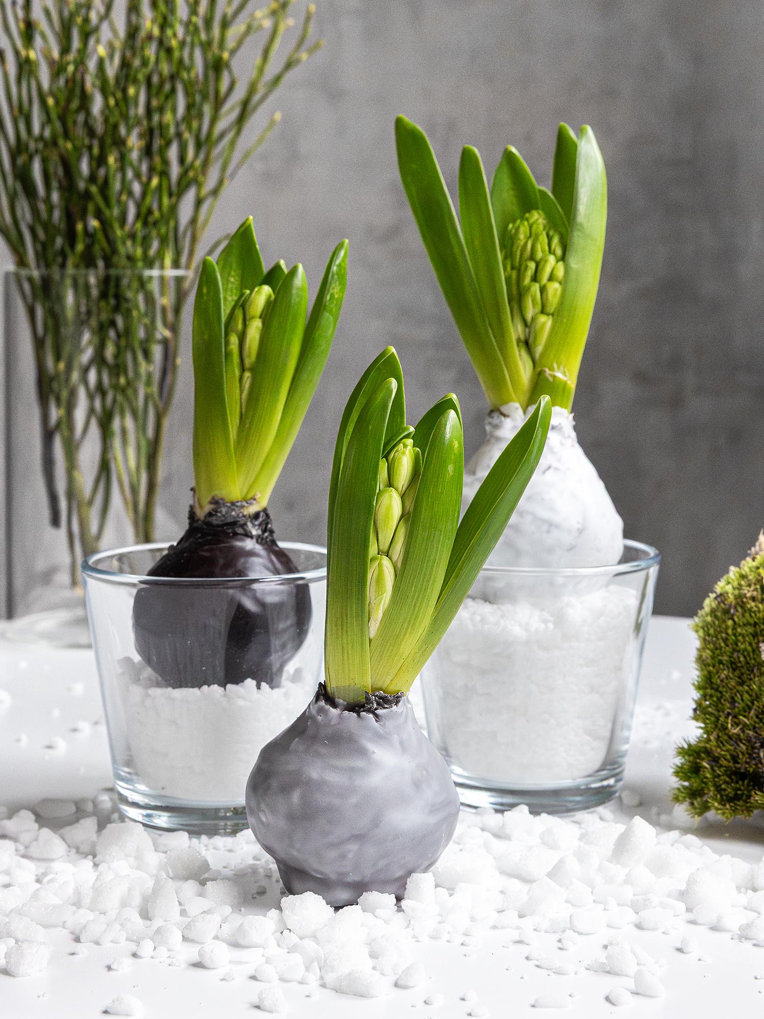 blumigo-fr-hlingsknollen-hyazinthenknollen-trio-wei image 1