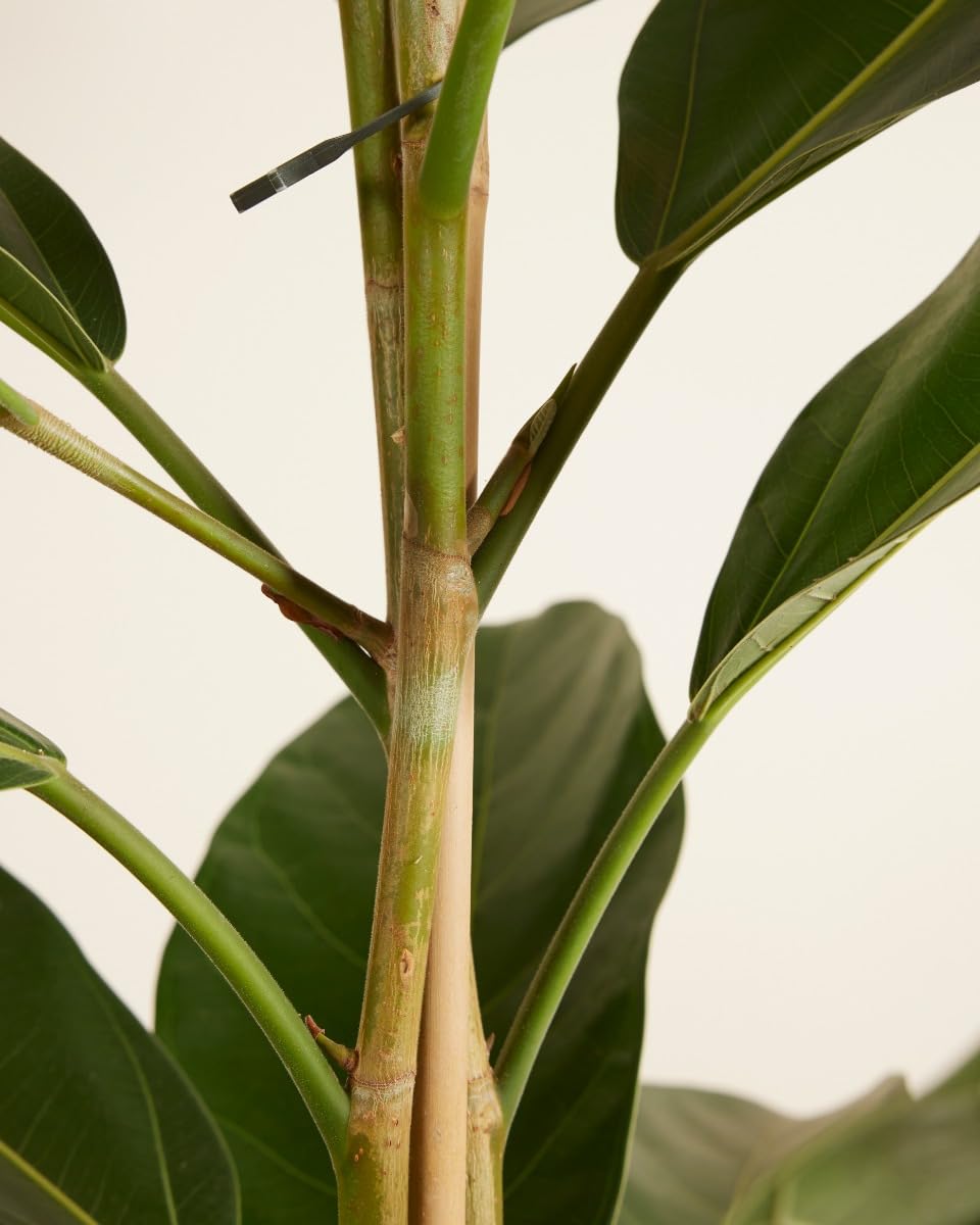 plnts-rareplnts-ficus-roy-zimmerpflanze-75-cm-feige image 4