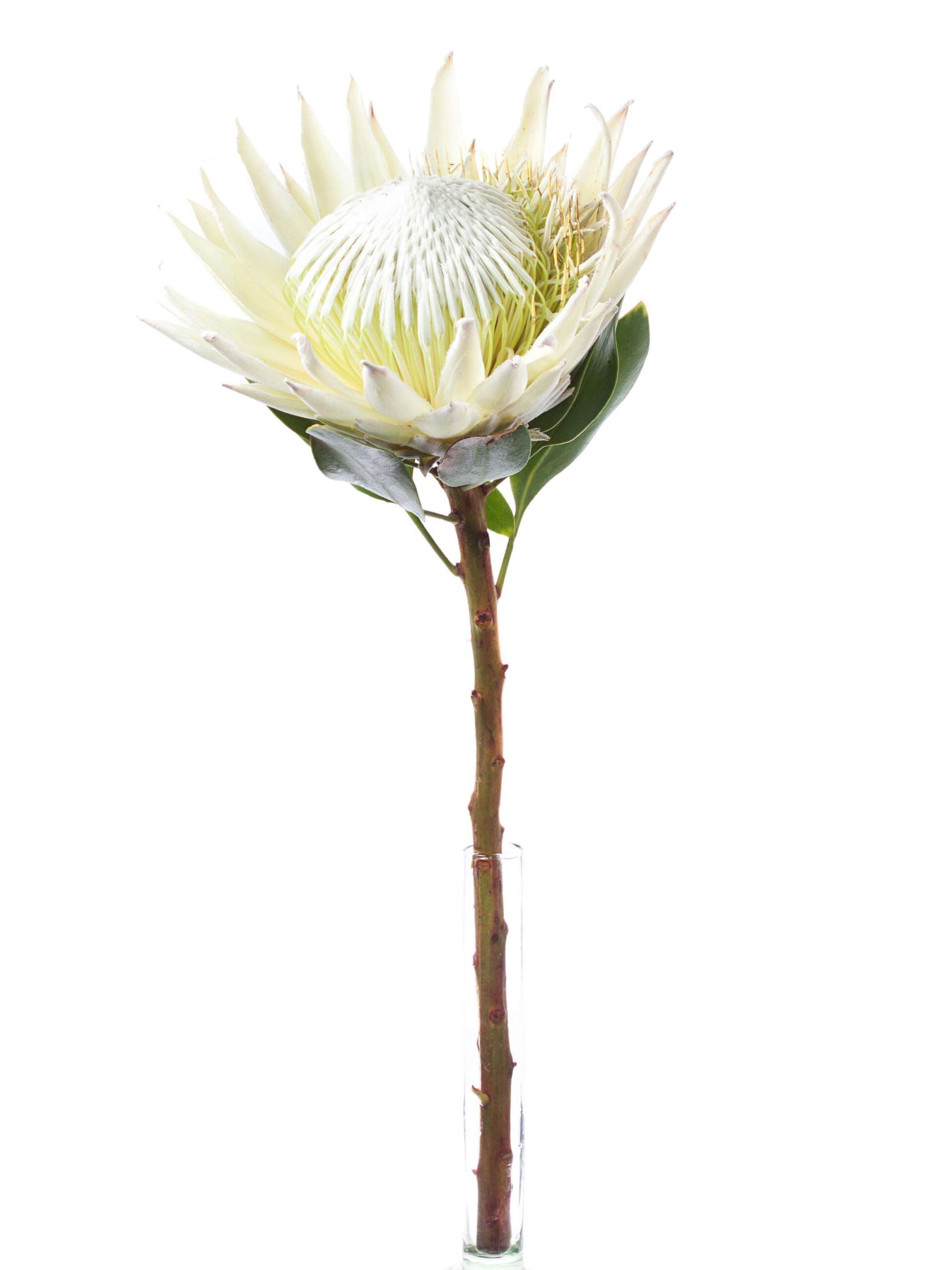 blumigo-protea-cynaroides-arctic-ice-schnittblume-wei image 3