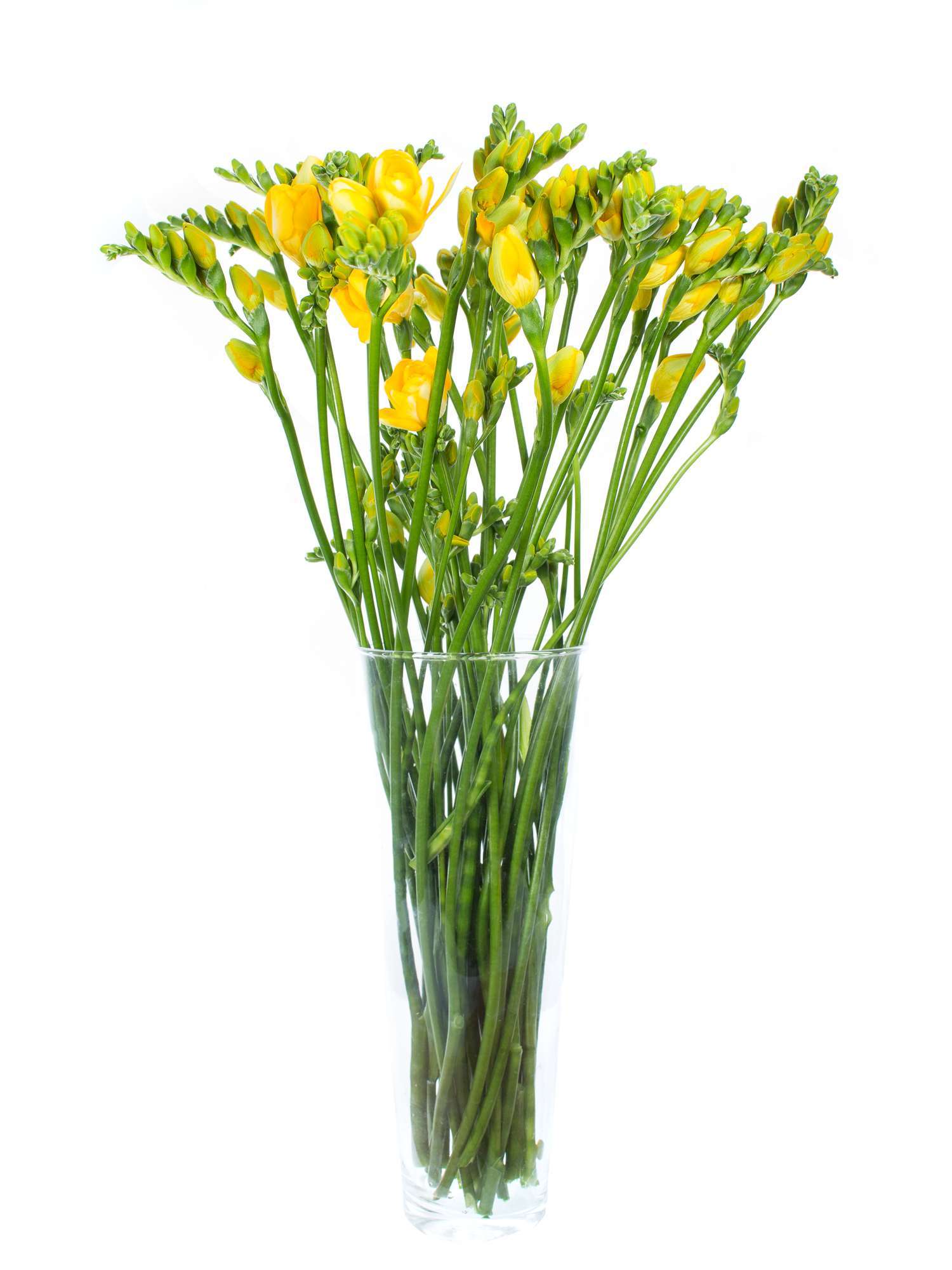 blumigo-freesien-soleil-schnittblume-gelb-duftend image 3