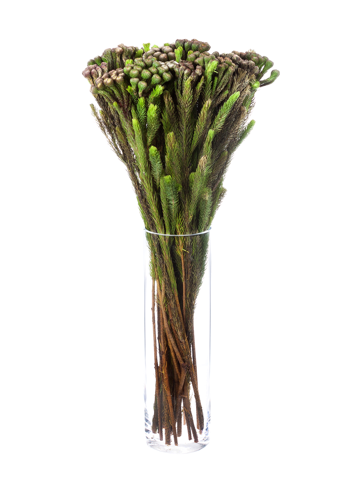 blumigo-brunia-albiflora-bindegr-n-silber-wei image 5