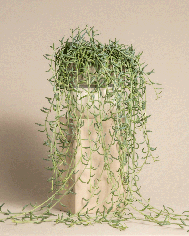 feey-variado-senecio-radicans-h-ngepflanze-ohne-bertopf image 5