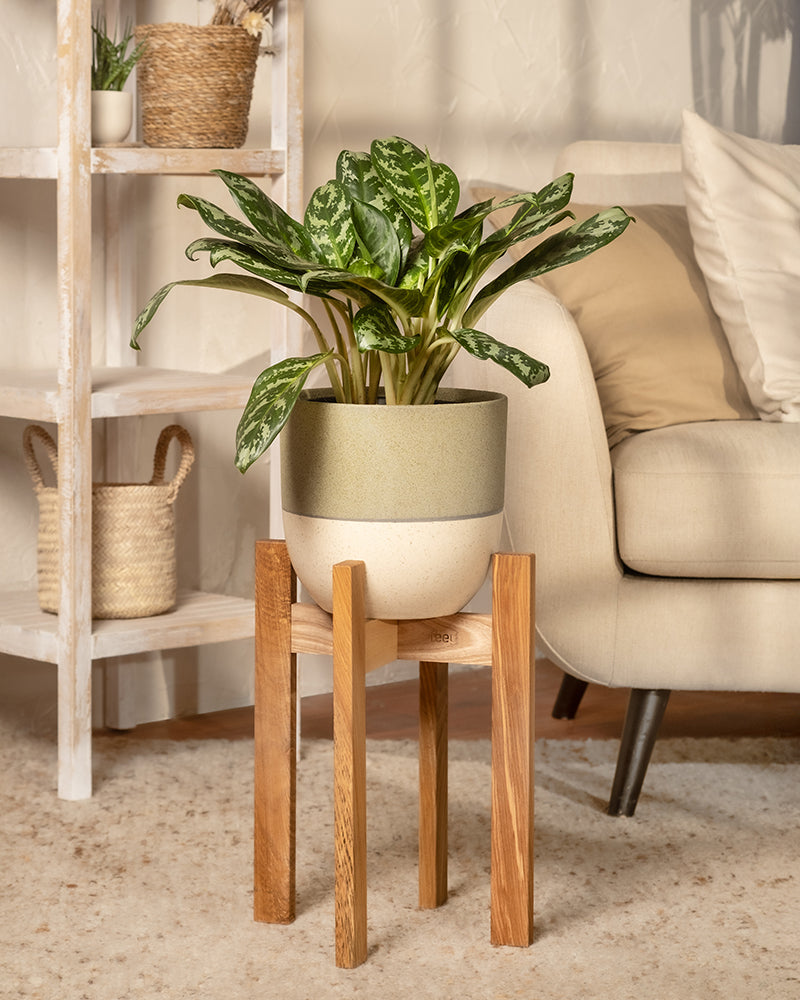 feey-variado-aglaonema-amazon-silver-zimmerpflanze-gross image 4
