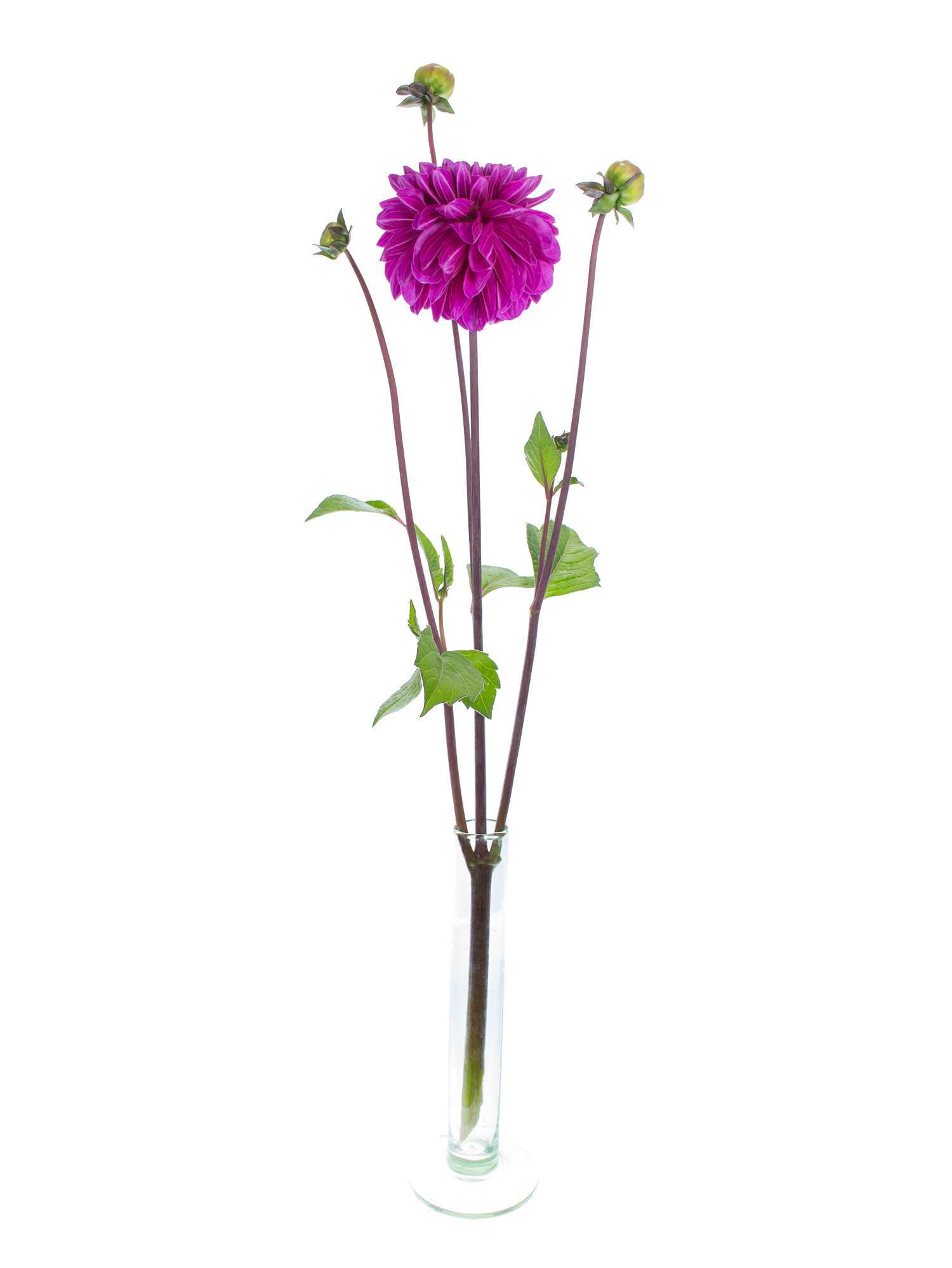 blumigo-blattwerk-dahlie-cartouche-schnittblume-lila image 3