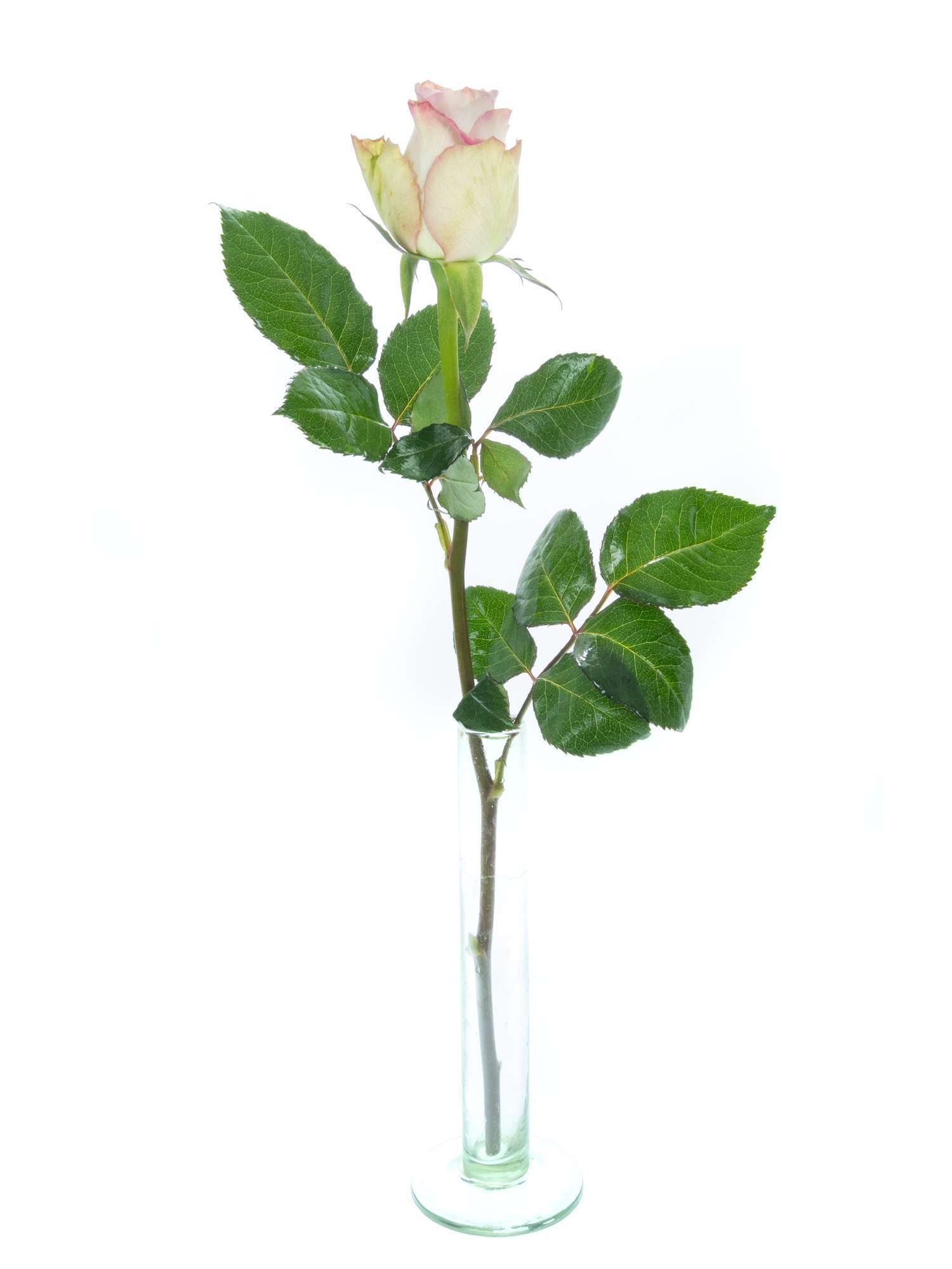 blumigo-rosen-memory-lane-rose-lila-flieder-dezent-duftend image 6