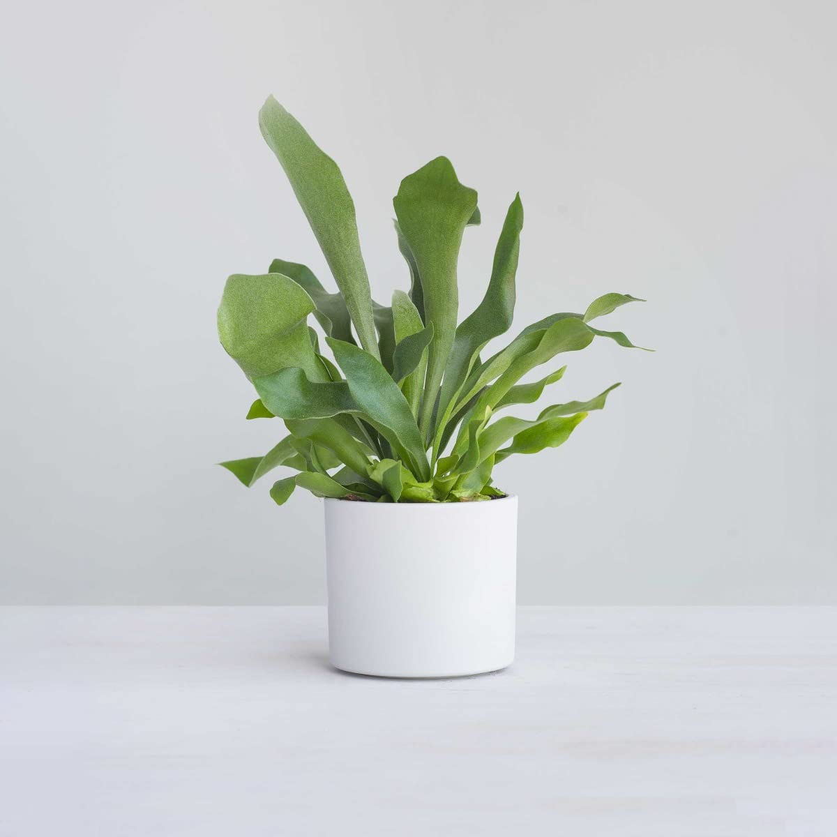 plnts-rareplnts-platycerium-bifurcatum-geweihfarn-35cm image 7