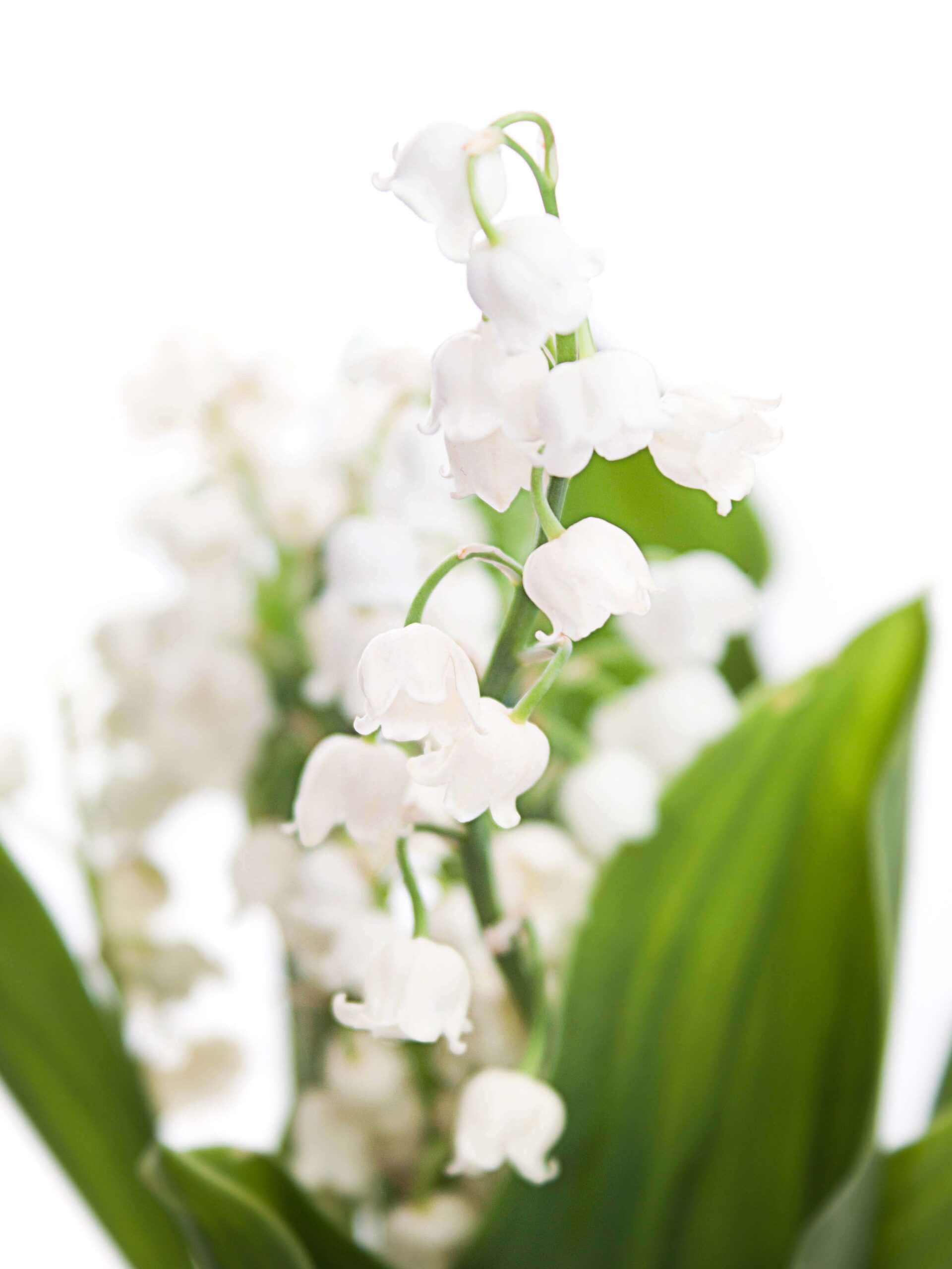 blumigo-convallaria-maigl-ckchen-wei-frische-blumen image 1