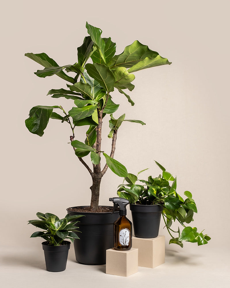 feey-urban-jungle-set-zimmerpflanzen-3er-ohne-bertopf image 3