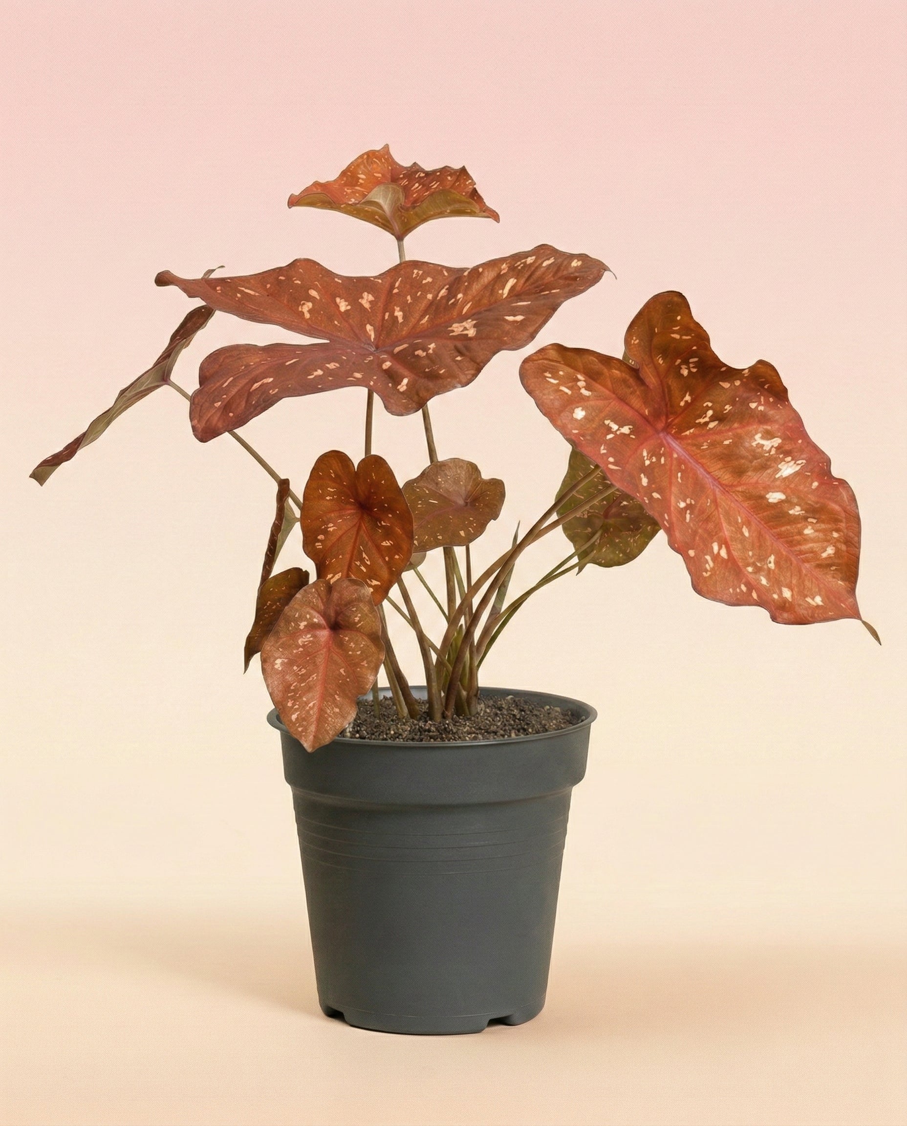 feey-variado-burning-heart-caladium-buntblatt-ohne-topf image 3