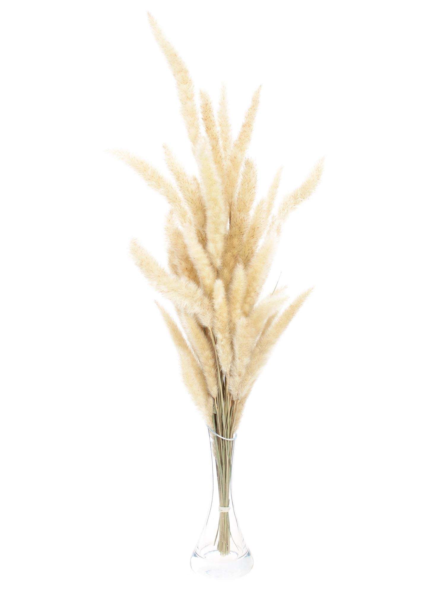 blumigo-trockenblumen-lagurus-ovatus-samtgras-natur image 3
