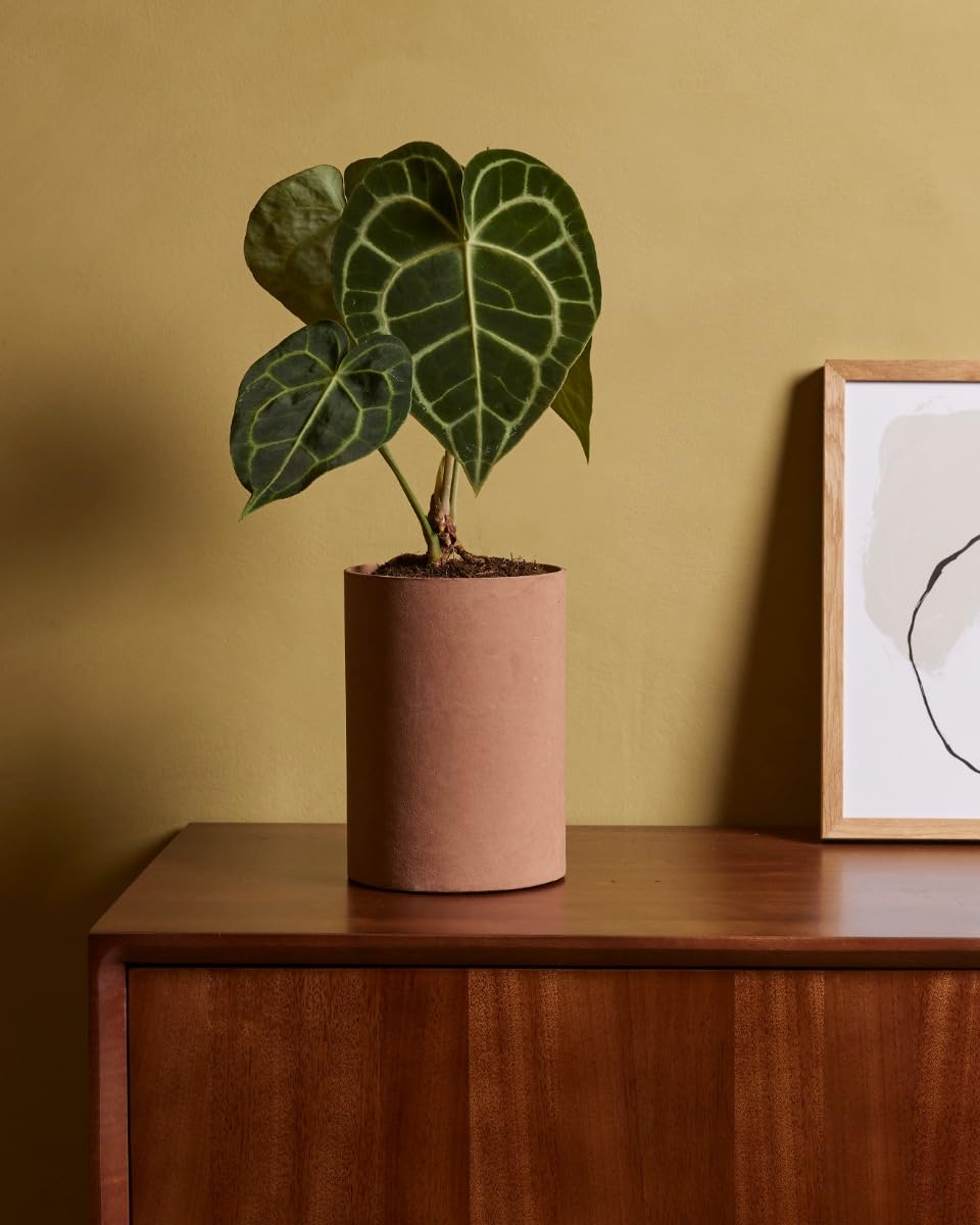 plnts-rareplnts-anthurium-clarinervium-herzblattblume-15-cm-topf image 6