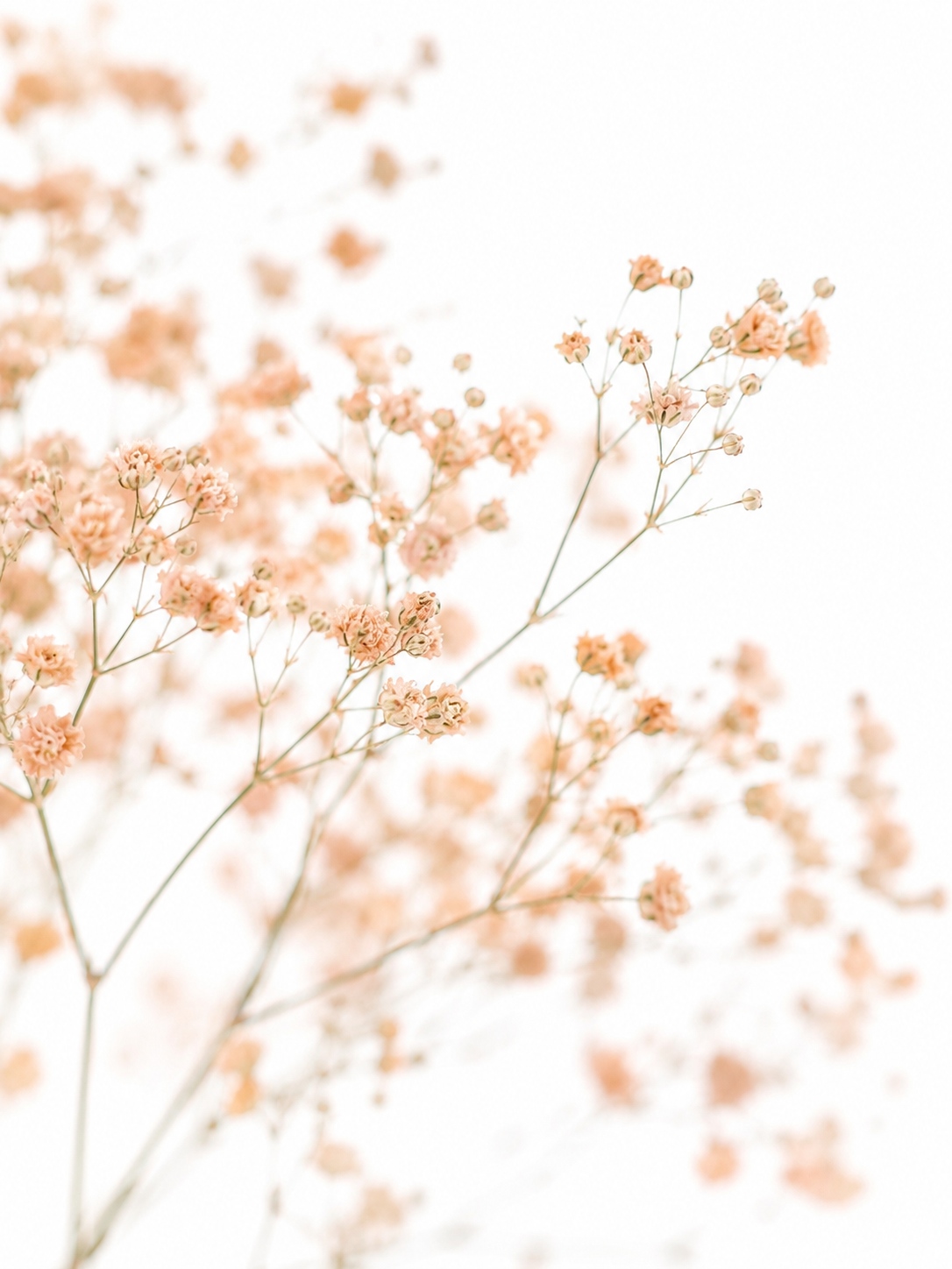 blumigo-schleierkraut-painted-schnittblume-creme-apricot image 3