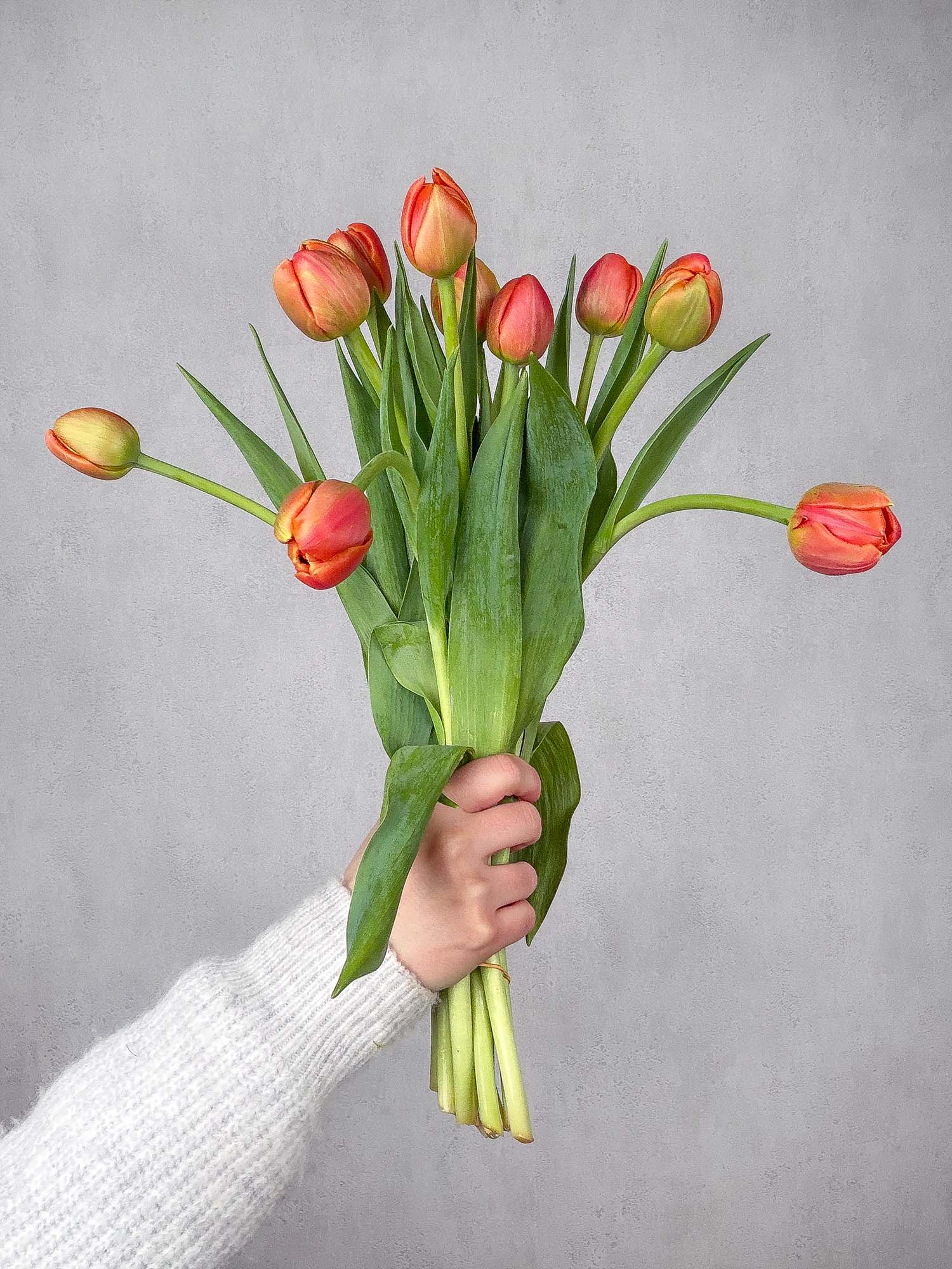 blumigo-tulpen-gef-llt-crossfire-orange-rot-schnittblumen image 2