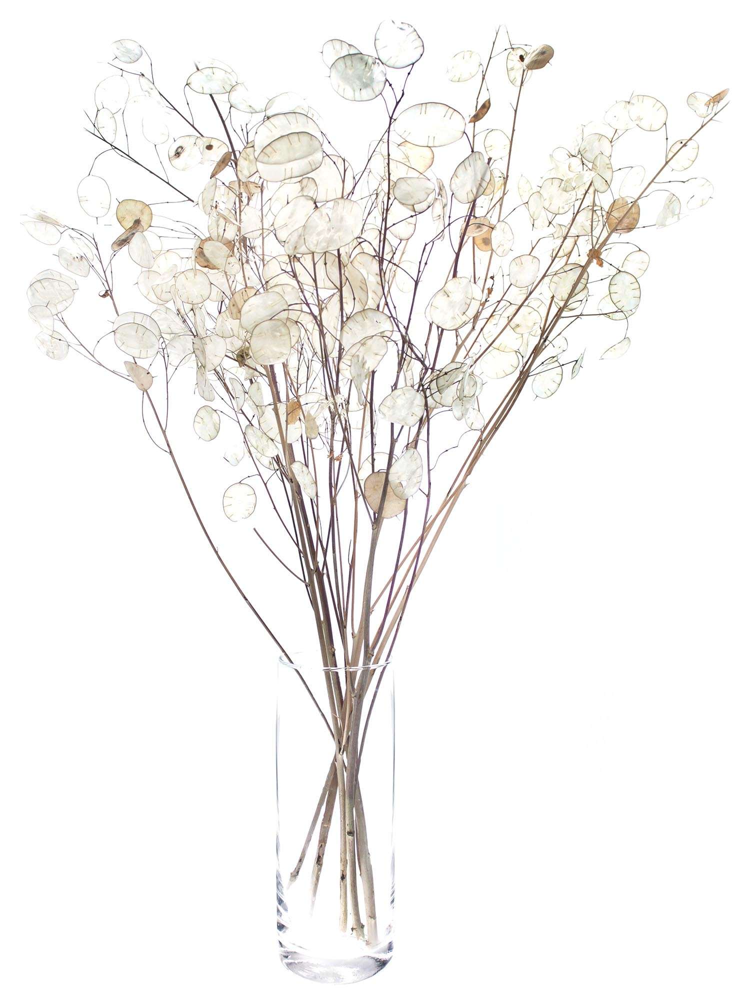 blumigo-lunaria-trockenblumen-wei-silber-getrocknet image 2