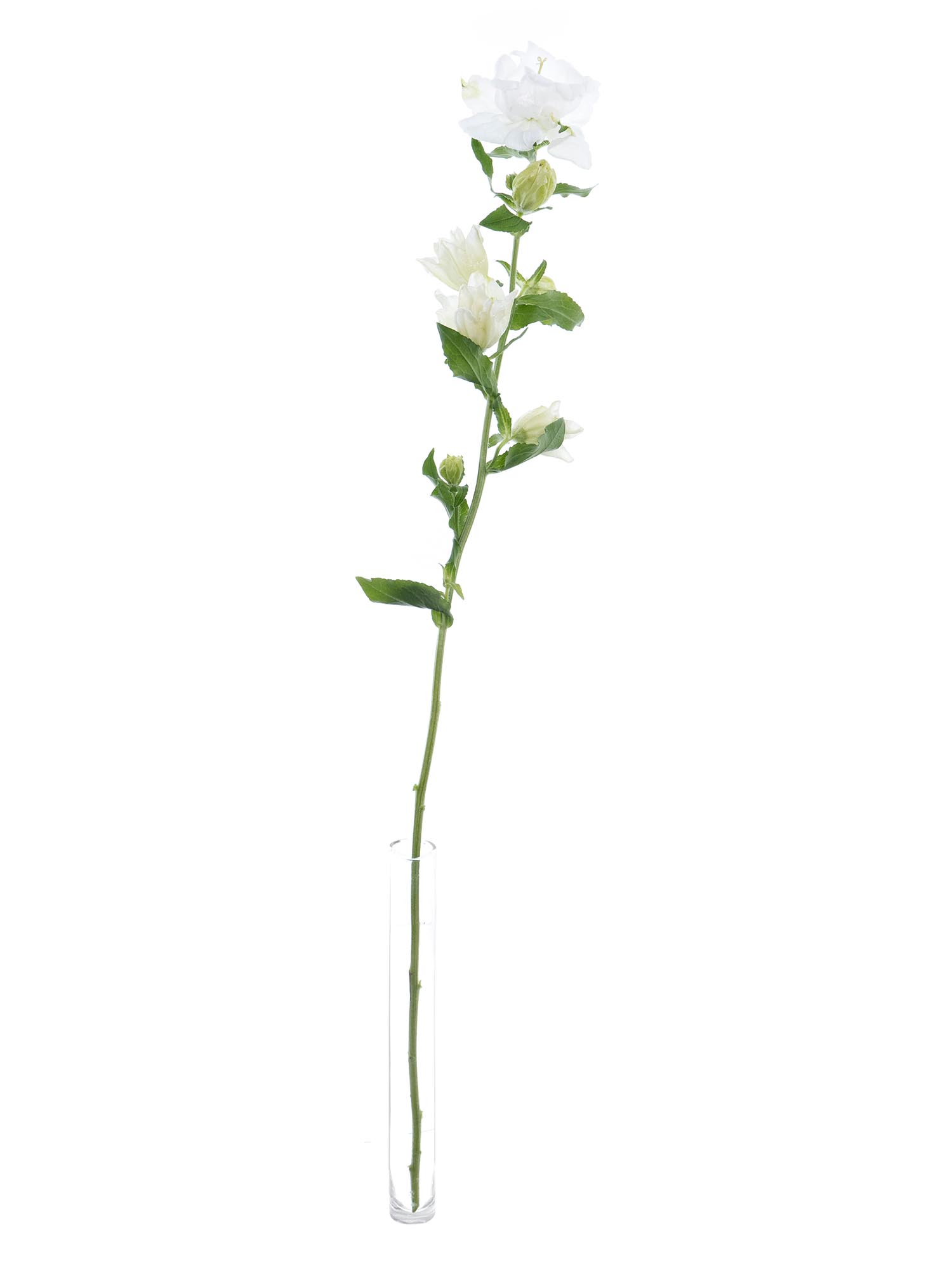 blumigo-glockenblumen-champion-white-schnittblume-wei image 3