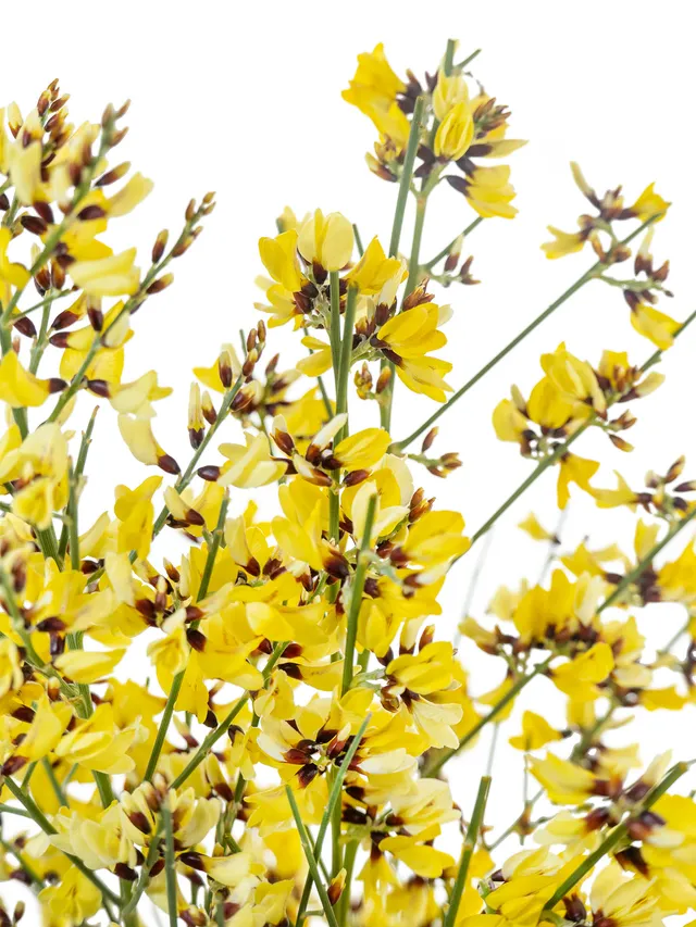blumigo-zweige-ginster-gelb-schnittblume image 1