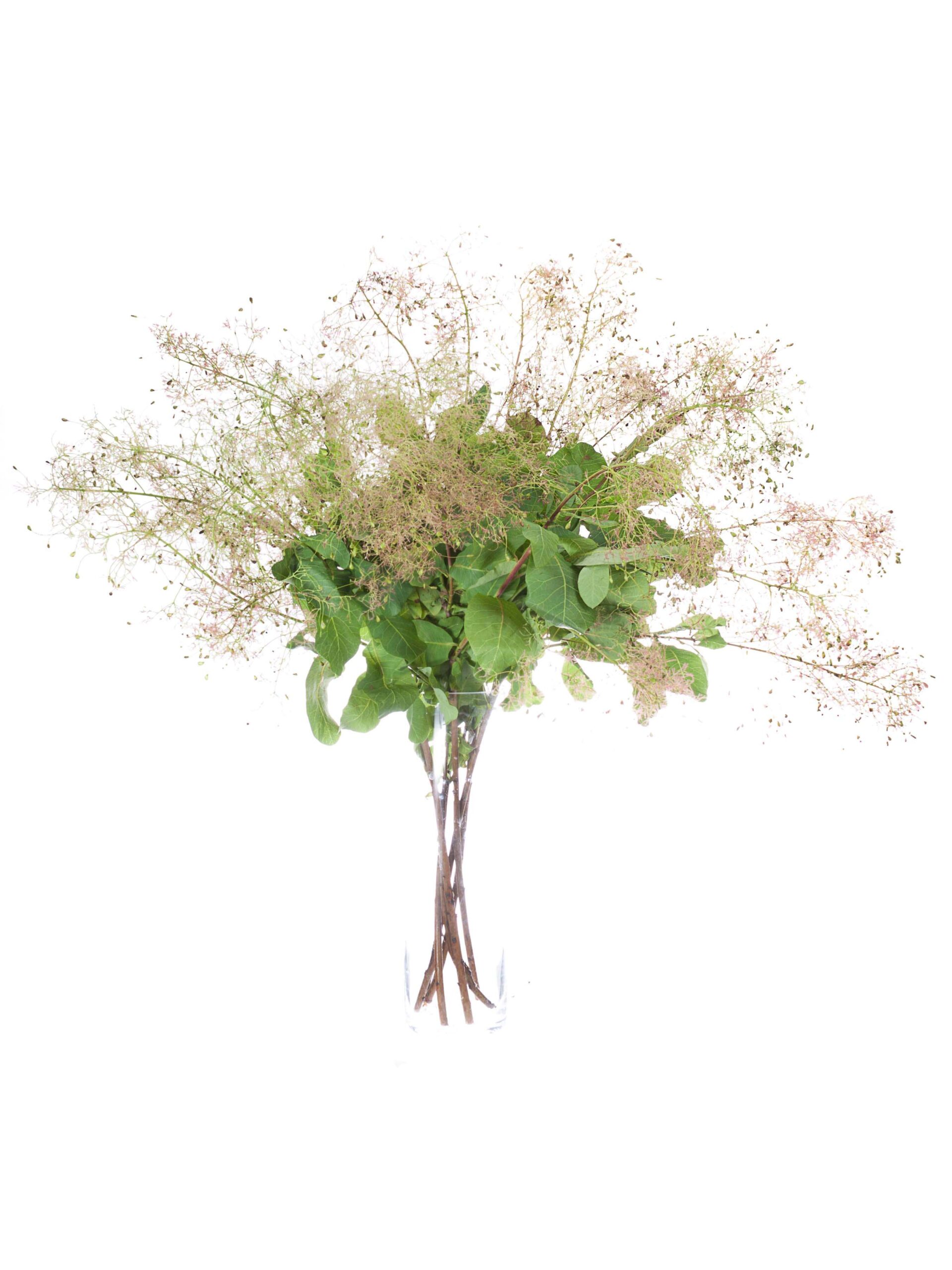 blumigo-cotinus-per-ckenstrauch-zweig-rot-bl-hend image 2