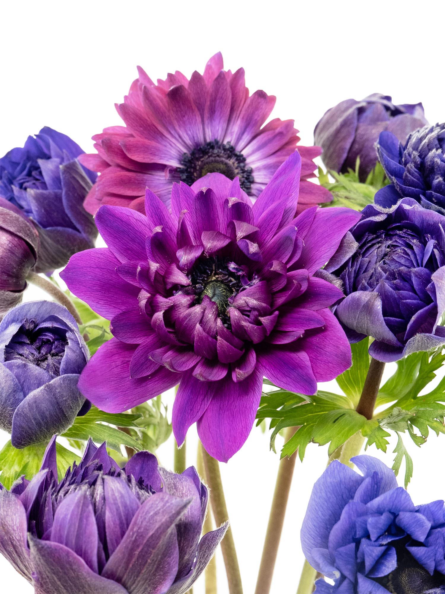 blumigo-anemonen-fullstar-jeans-schnittblumen-violett image 1