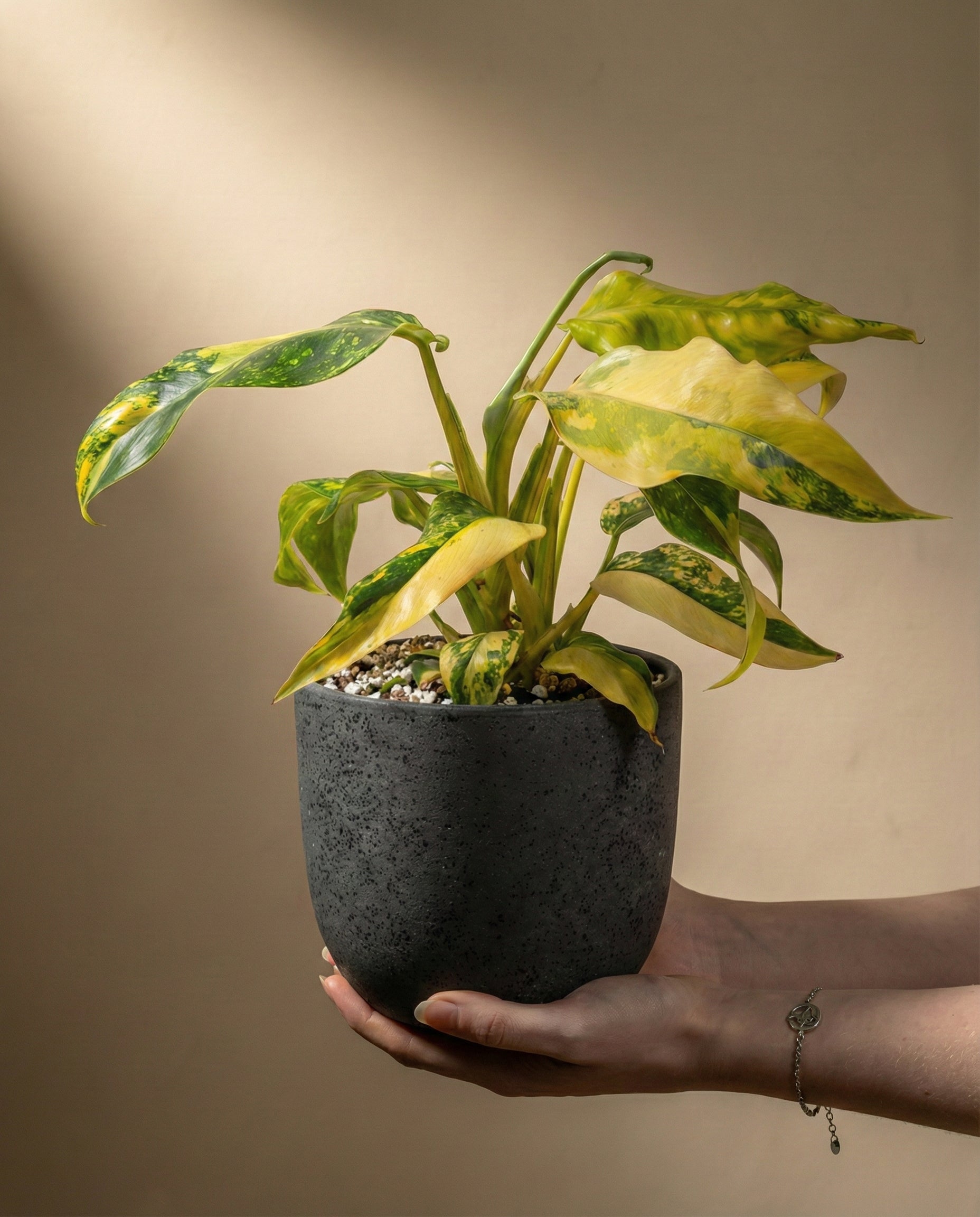 feey-variado-monstera-standleyana-aurea-zimmerpflanze image 1