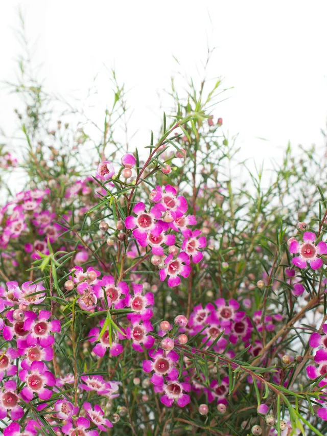 blumigo-blattwerk-wachsblume-purple-pride-lila image 1