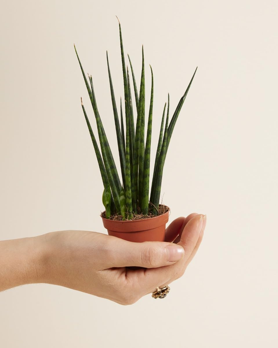 plnts-babyplnts-sansevieria-fernwood-mikado-babypflanze-15-cm image 2