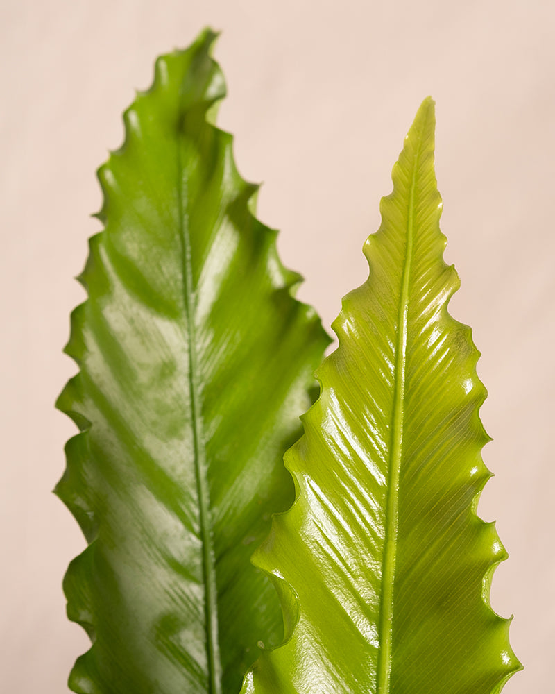 feey-gewellter-nestfarn-asplenium-zimmerpflanze-mittel-ohne-topf image 2