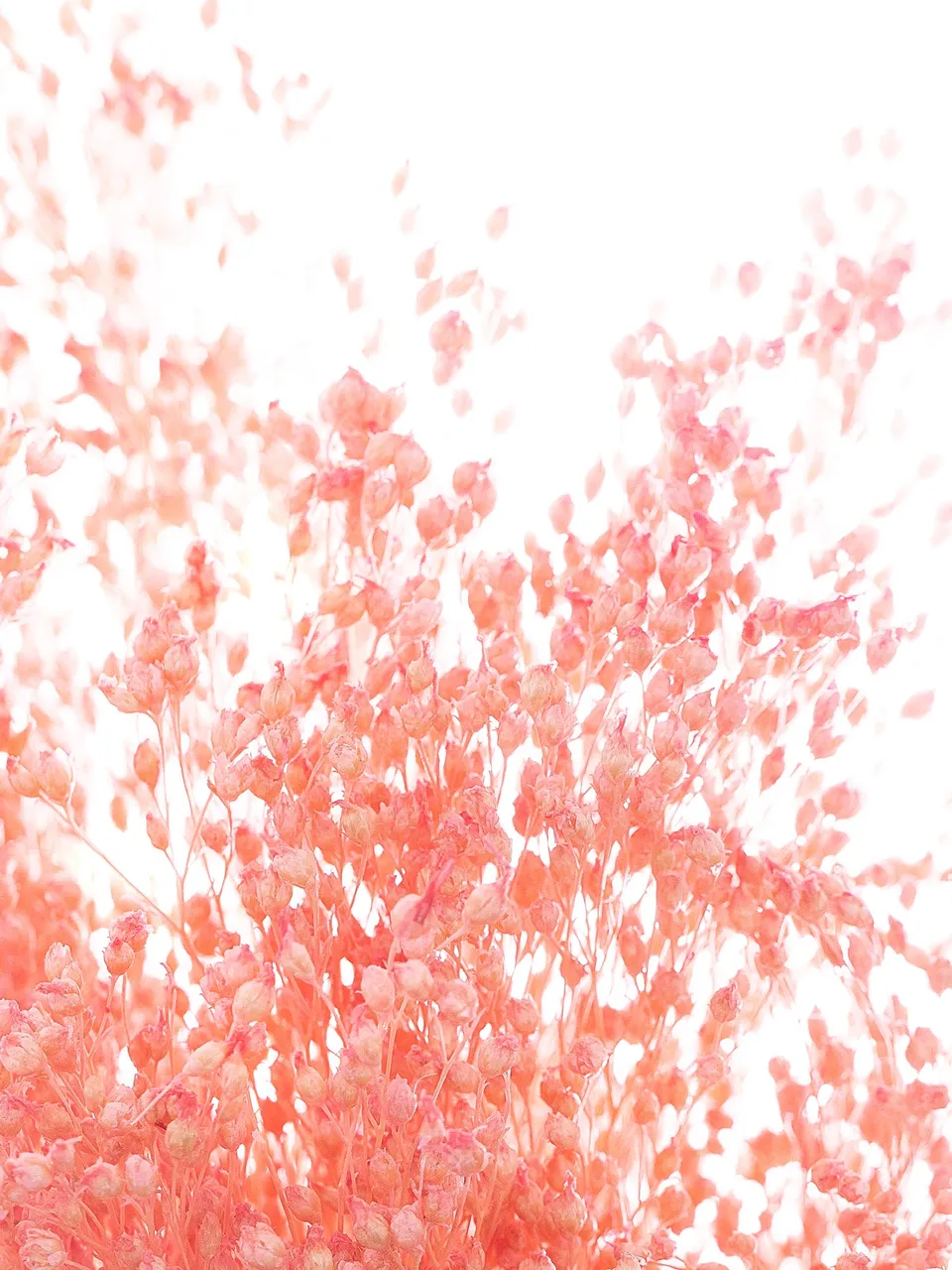 blumigo-trockenblumen-ginster-getrocknet-rosa-bund image 1