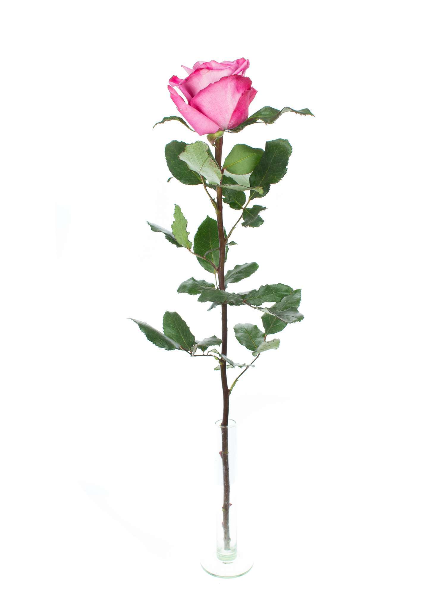 blumigo-rosen-moody-blues-violett-rose-1-stiel-frisch image 3
