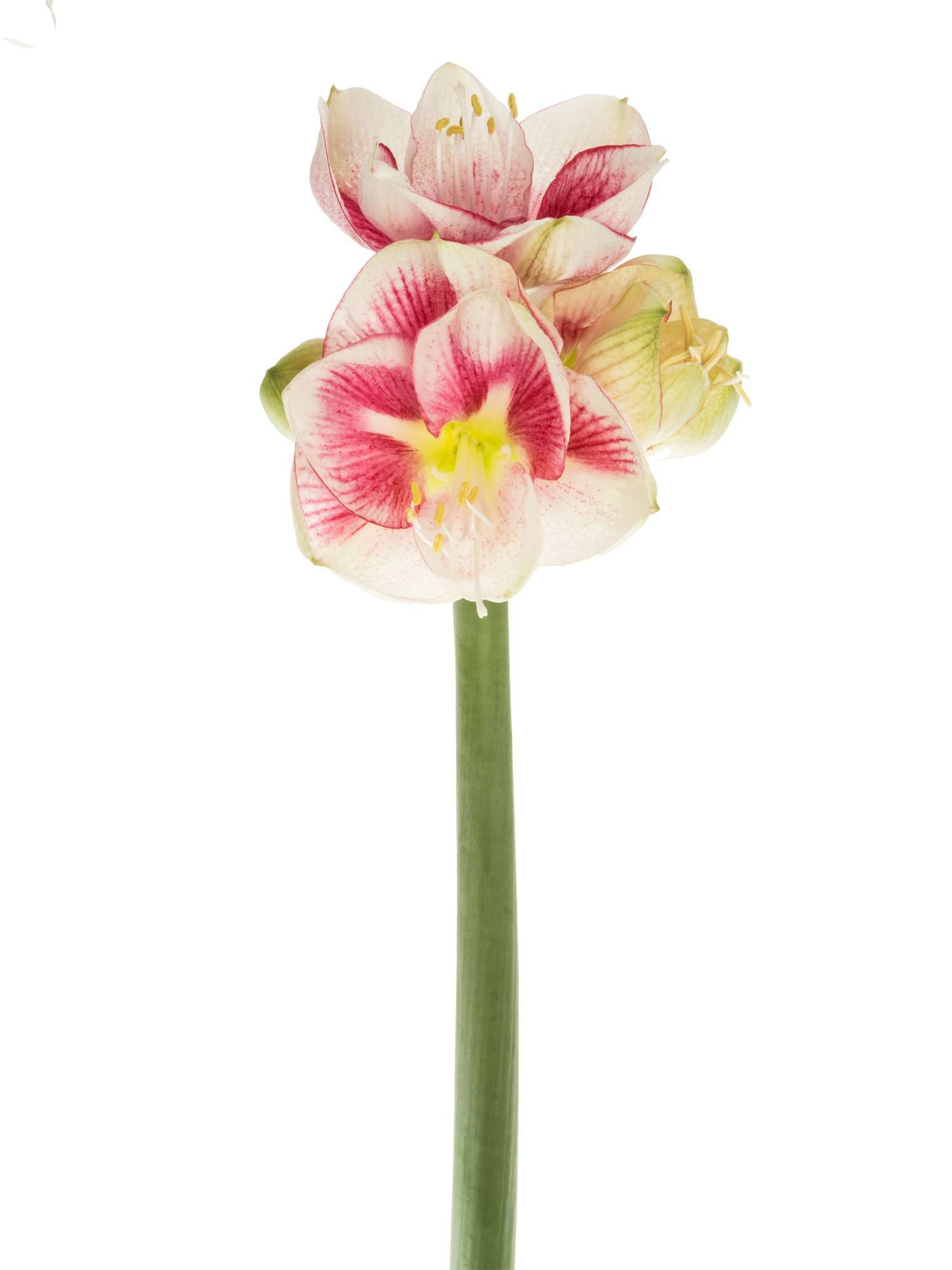 blumigo-amaryllis-exception-schnittblume-rosa-wei image 4