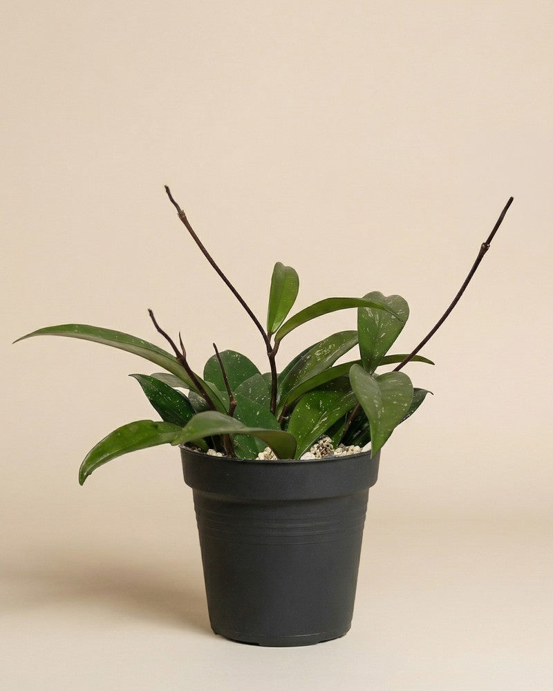 feey-variado-hoya-pubicalyx-wachsblume-ohne-bertopf-klein image 3