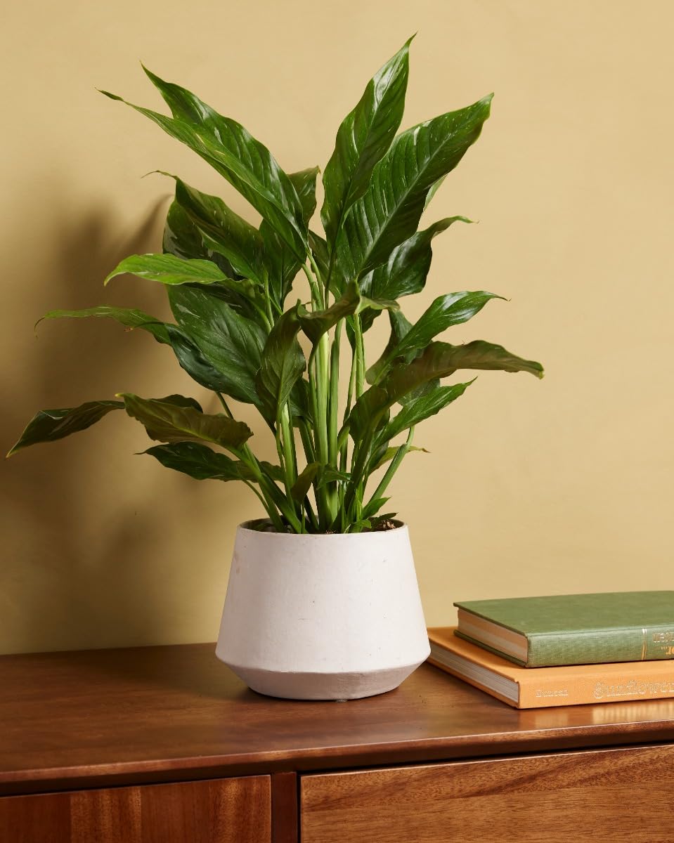 plnts-rareplnts-spathiphyllum-diamond-zimmerpflanze-30cm-panaschiert image 5