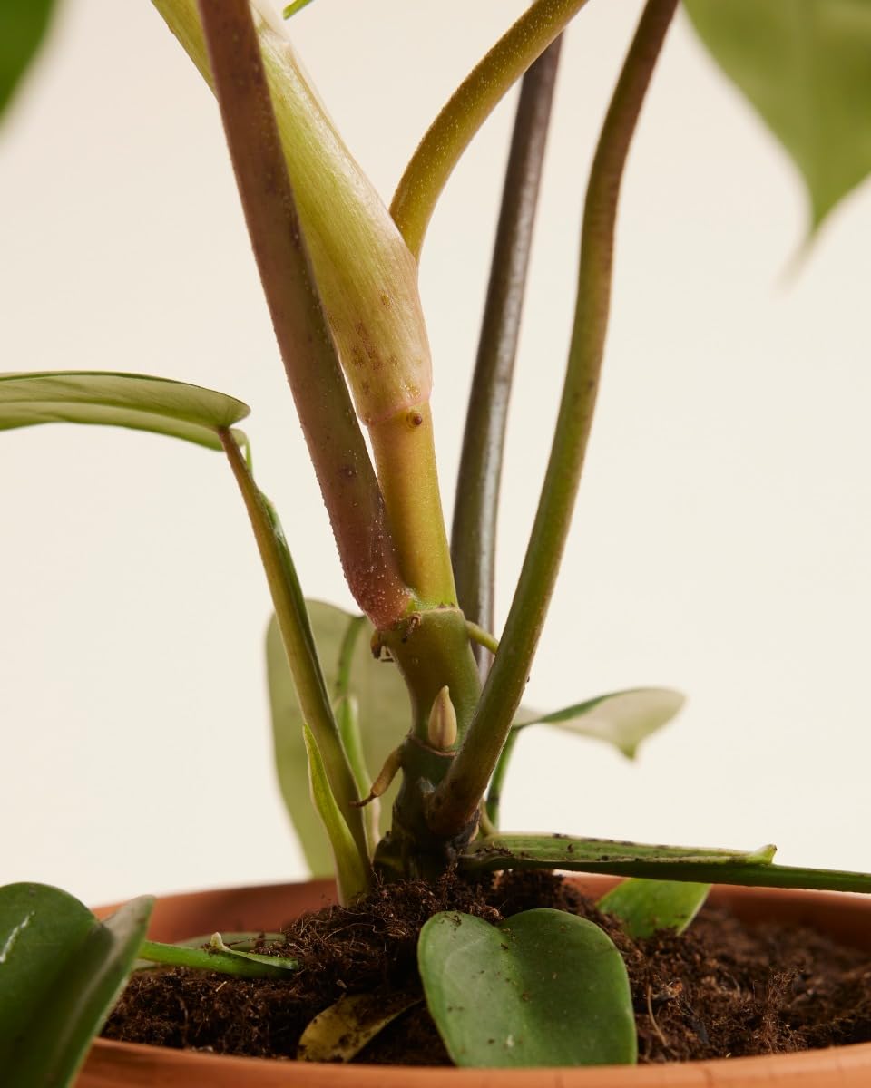 plnts-rareplnts-philodendron-florida-beauty-green-zimmerpflanze-12cm image 6