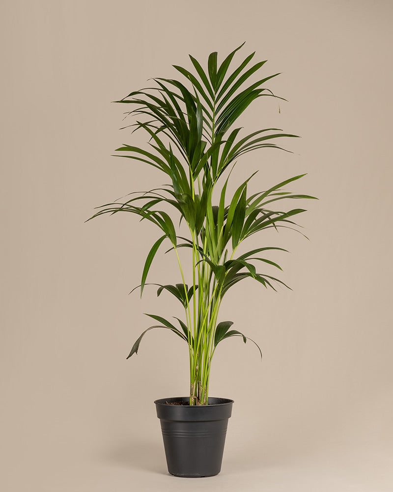 feey-variado-kentiapalme-zimmerpflanze-gro-tierfreundlich image 3
