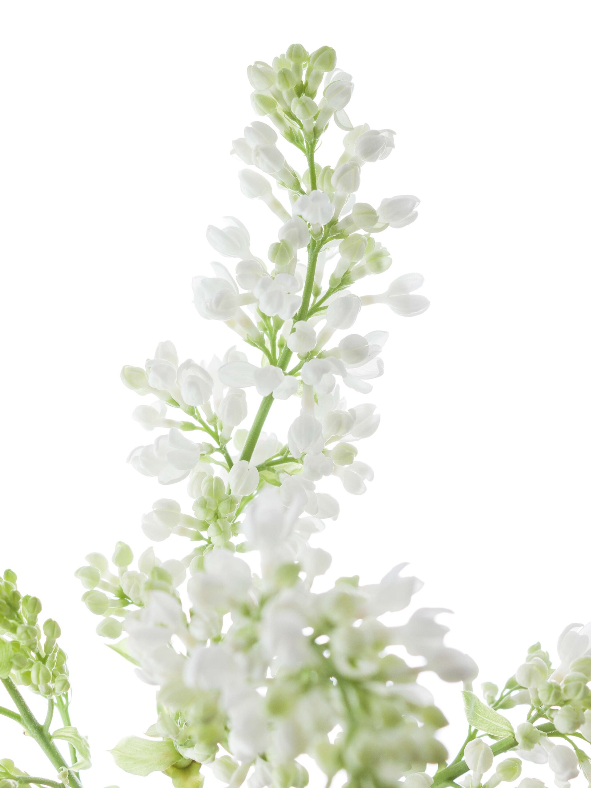 blumigo-zweige-flieder-florent-stepman-wei-schnittblume image 4