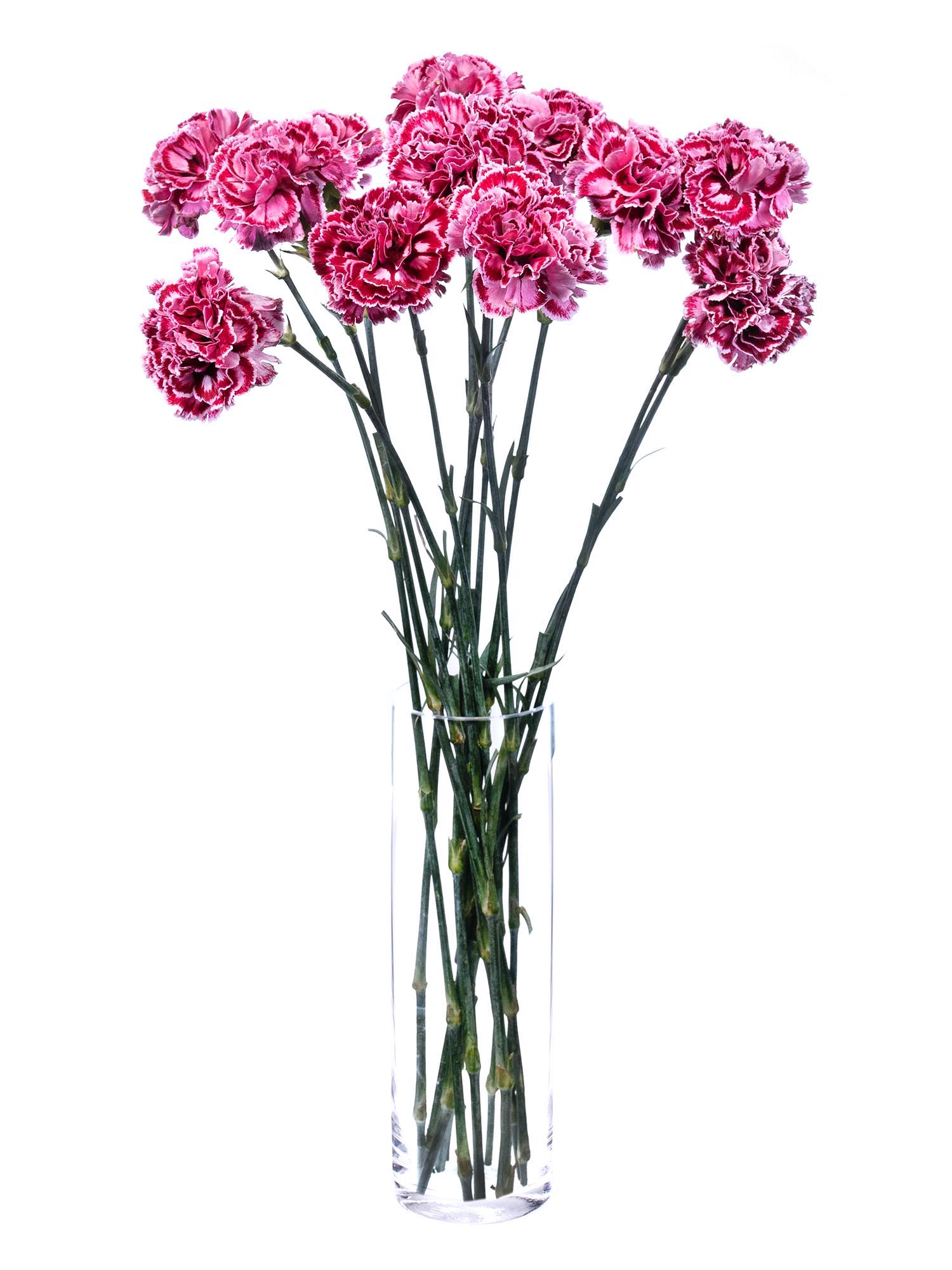 blumigo-nelken-nobbio-cherry-pink-wei-edelnelke image 3