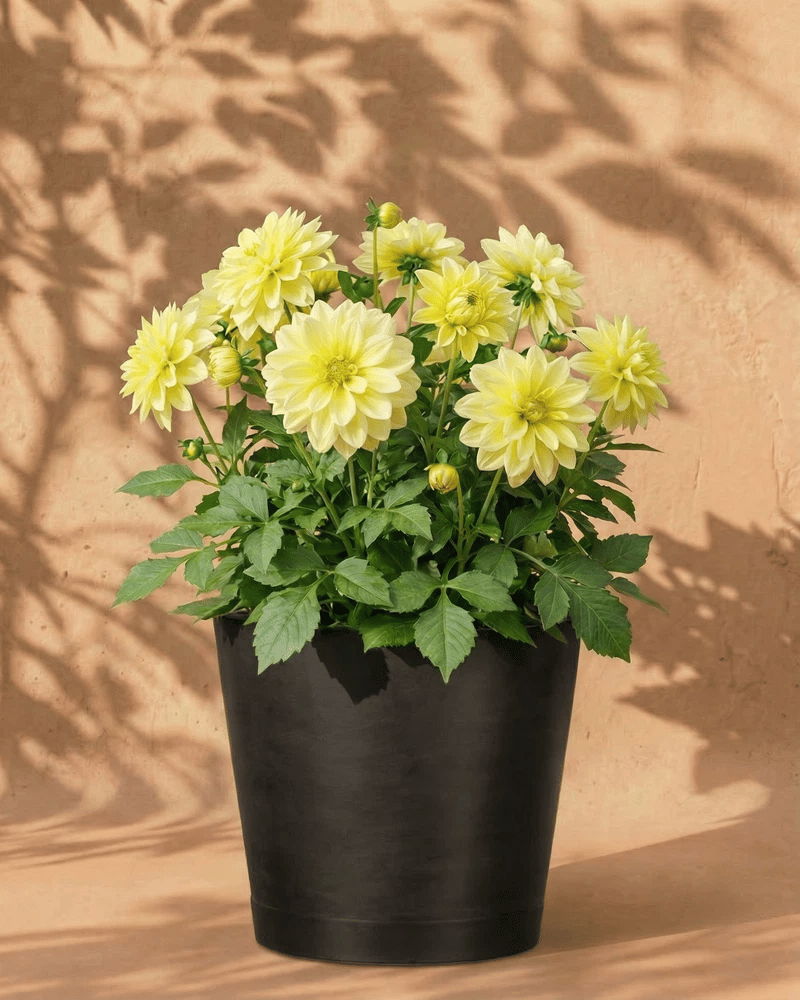 feey-dahlien-gelb-blumenknollen-3-stk-sommerblumen image 5
