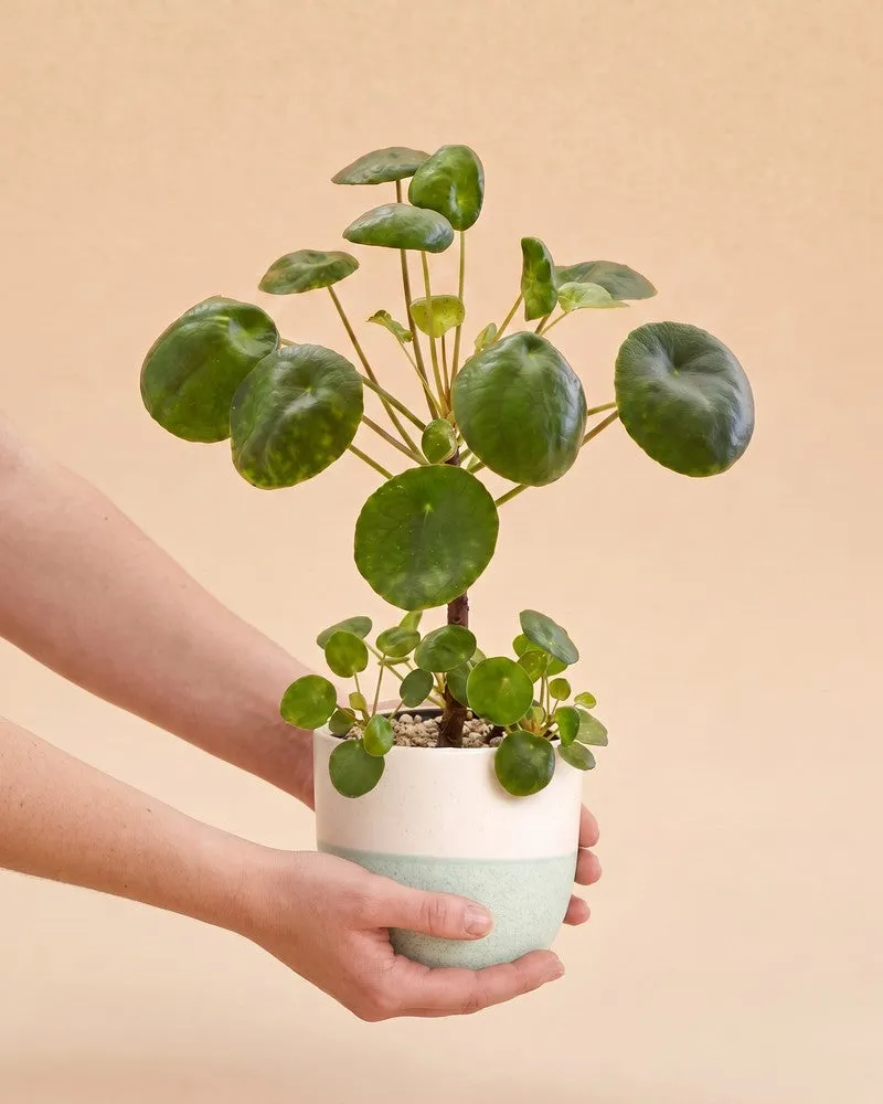 feey-variado-ufopflanze-pilea-zimmerpflanze-tierfreundlich image 1