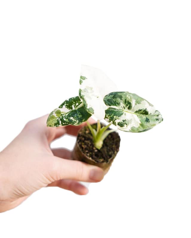 plnts-babyplnts-baby-alocasia-frydek-variegata-zimmerpflanze-12cm image 8